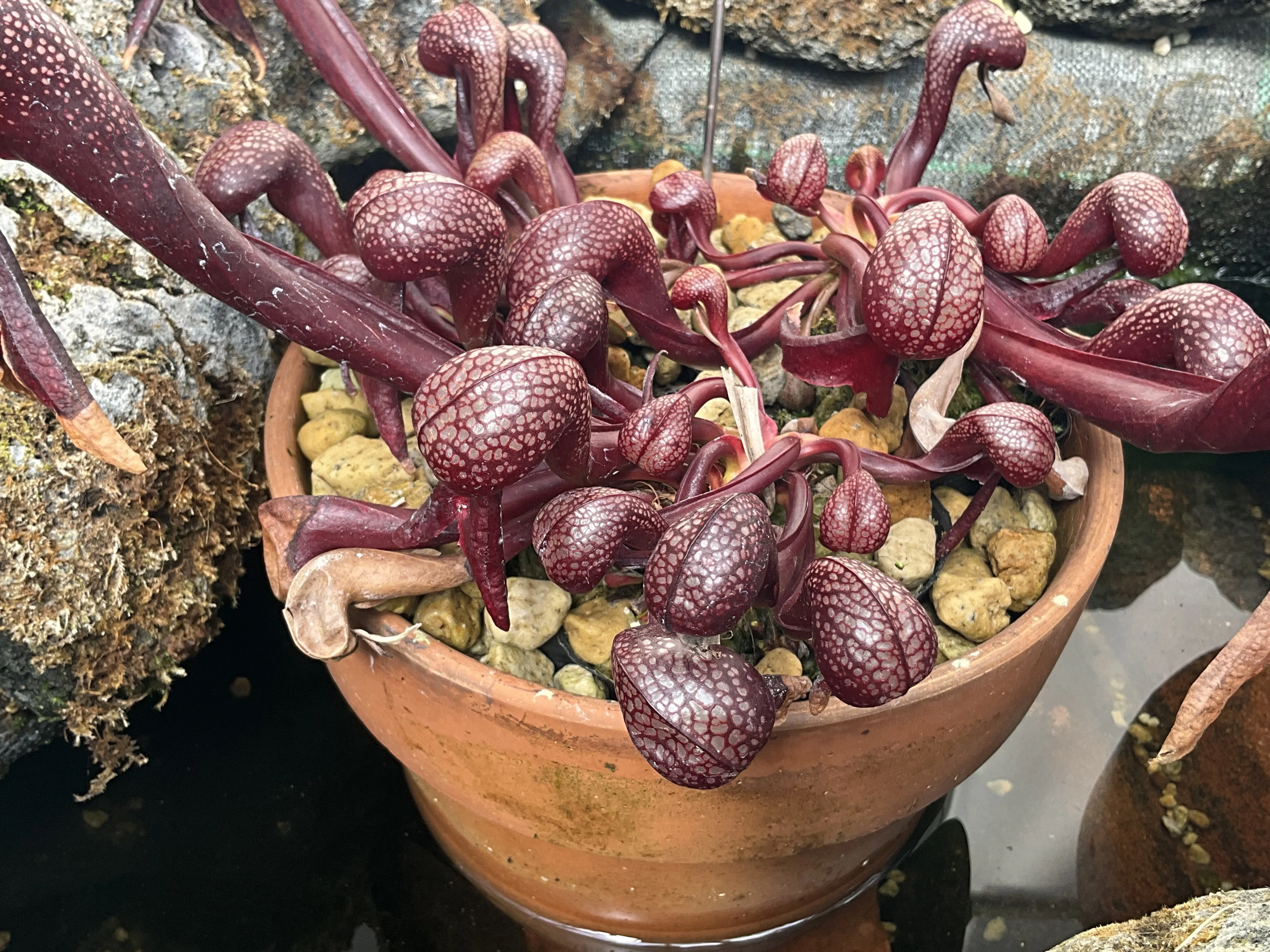 ダーリングトニア・カリフォルニカ（京都府立植物園）：2026年3月11日