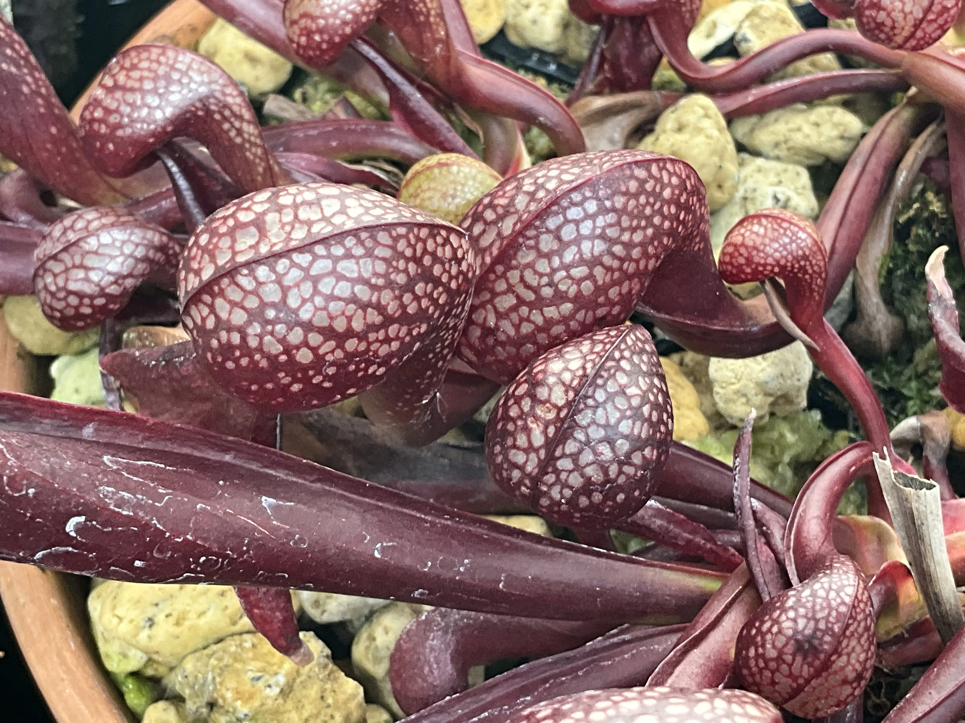 ダーリングトニア・カリフォルニカ（京都府立植物園）：2026年3月11日