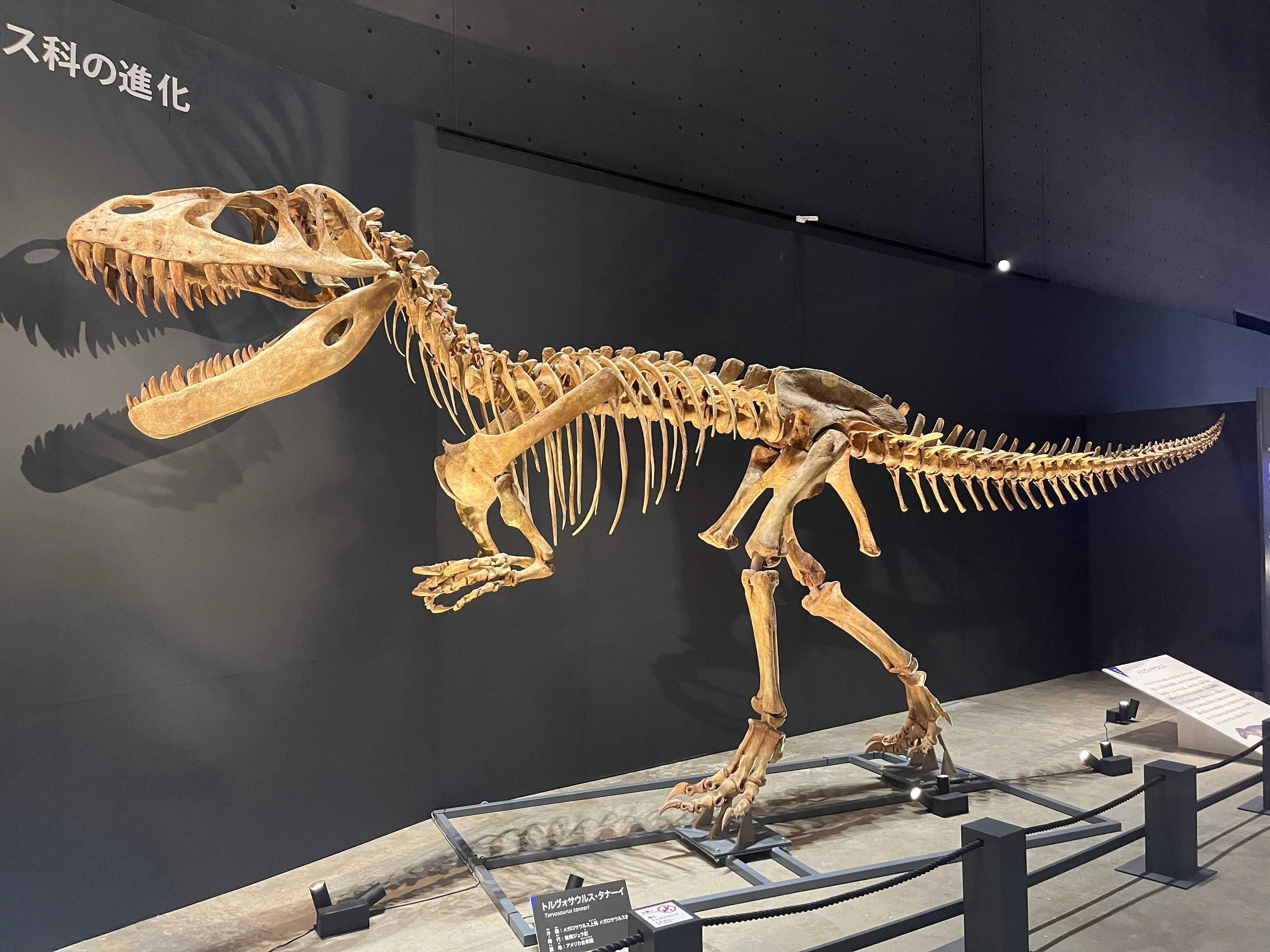 恐竜　化石　骨格　標本　獣脚類　骨格モデル ギャラリー：福井県立恐竜博物館の特別展「獣脚類2025」の見どころ
