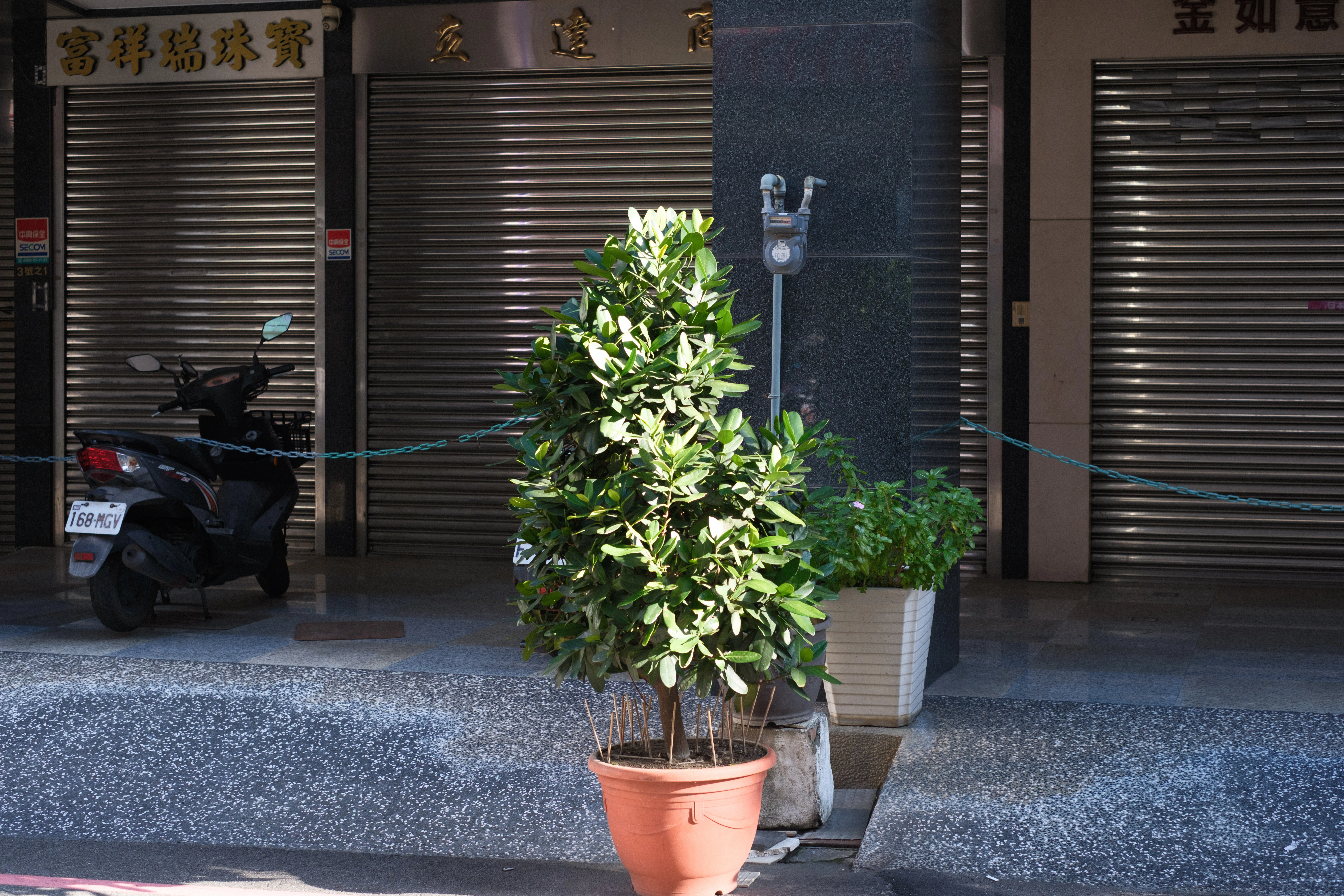 渡台30回超で見つけた「台湾の路地と鉢植え」への偏愛【FUJIFILM X-T5