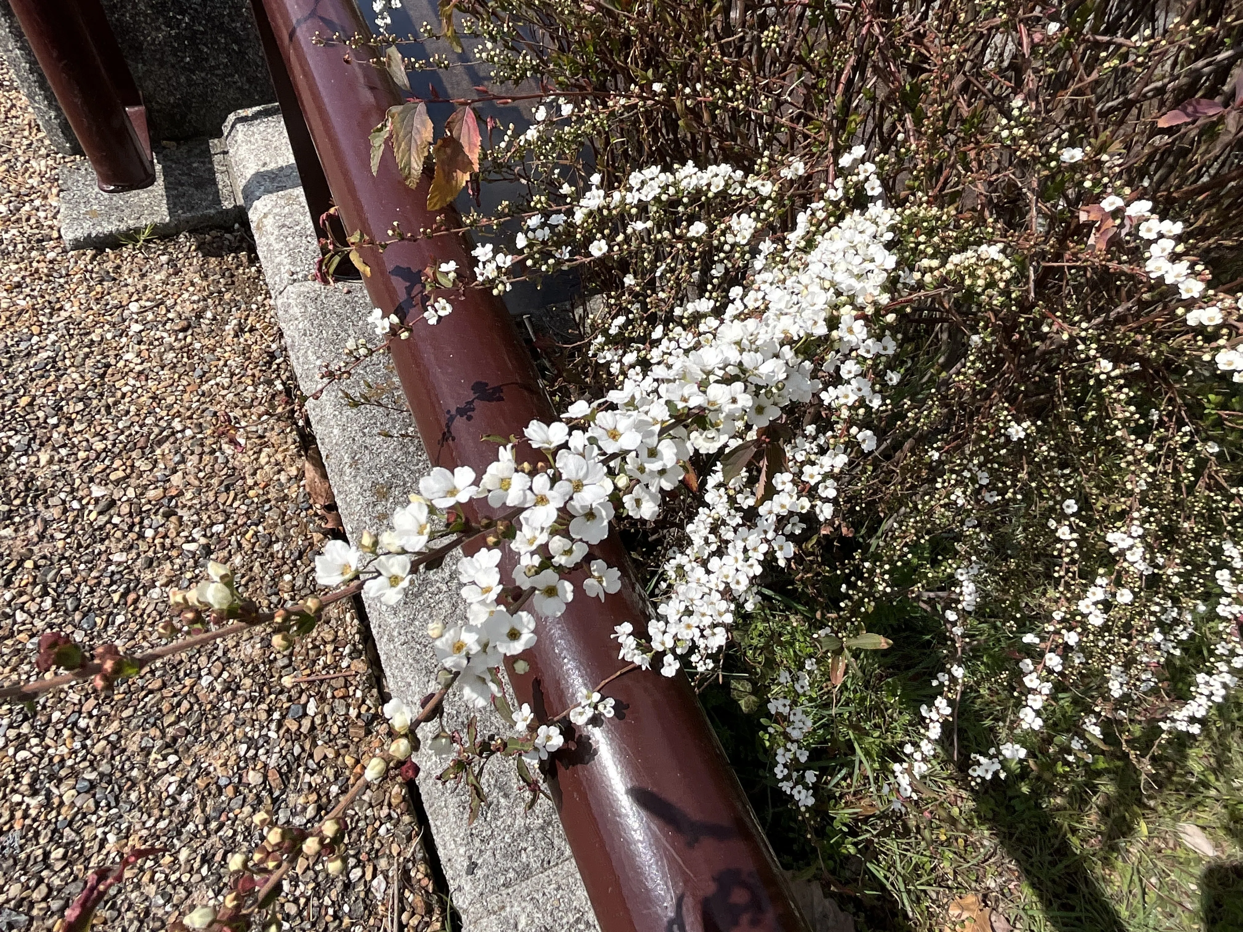 ユキヤナギが咲き始めた（京都府立植物園）：2026年3月13日（金