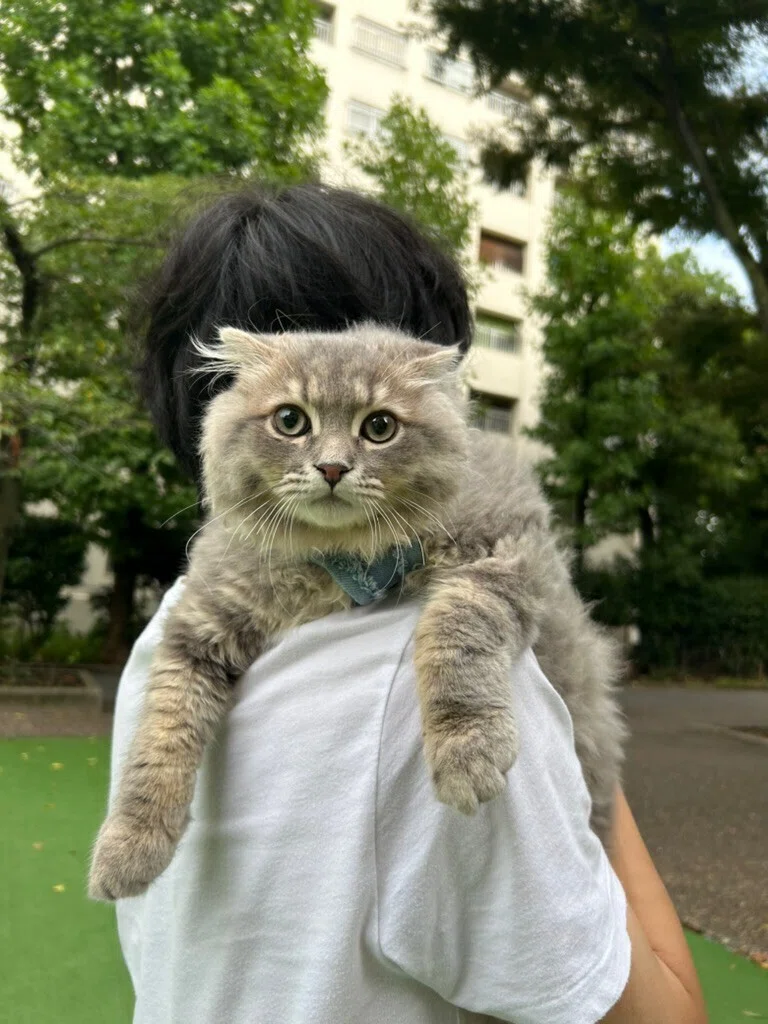 完全版】愛猫スコティッシュフォールドとシンガポール移住計画