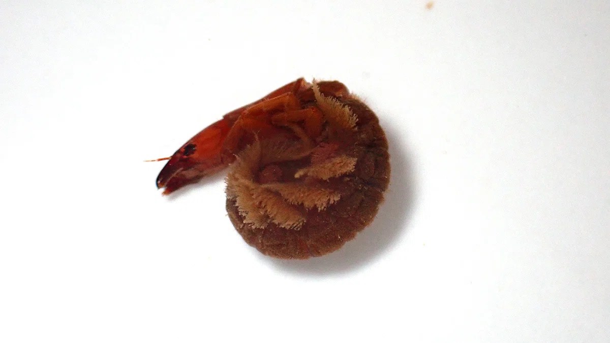 体を丸めるヘビトンボの幼虫