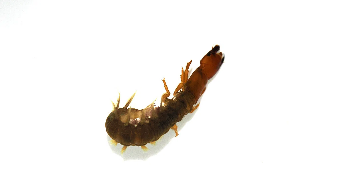 泳ぐヘビトンボの幼虫