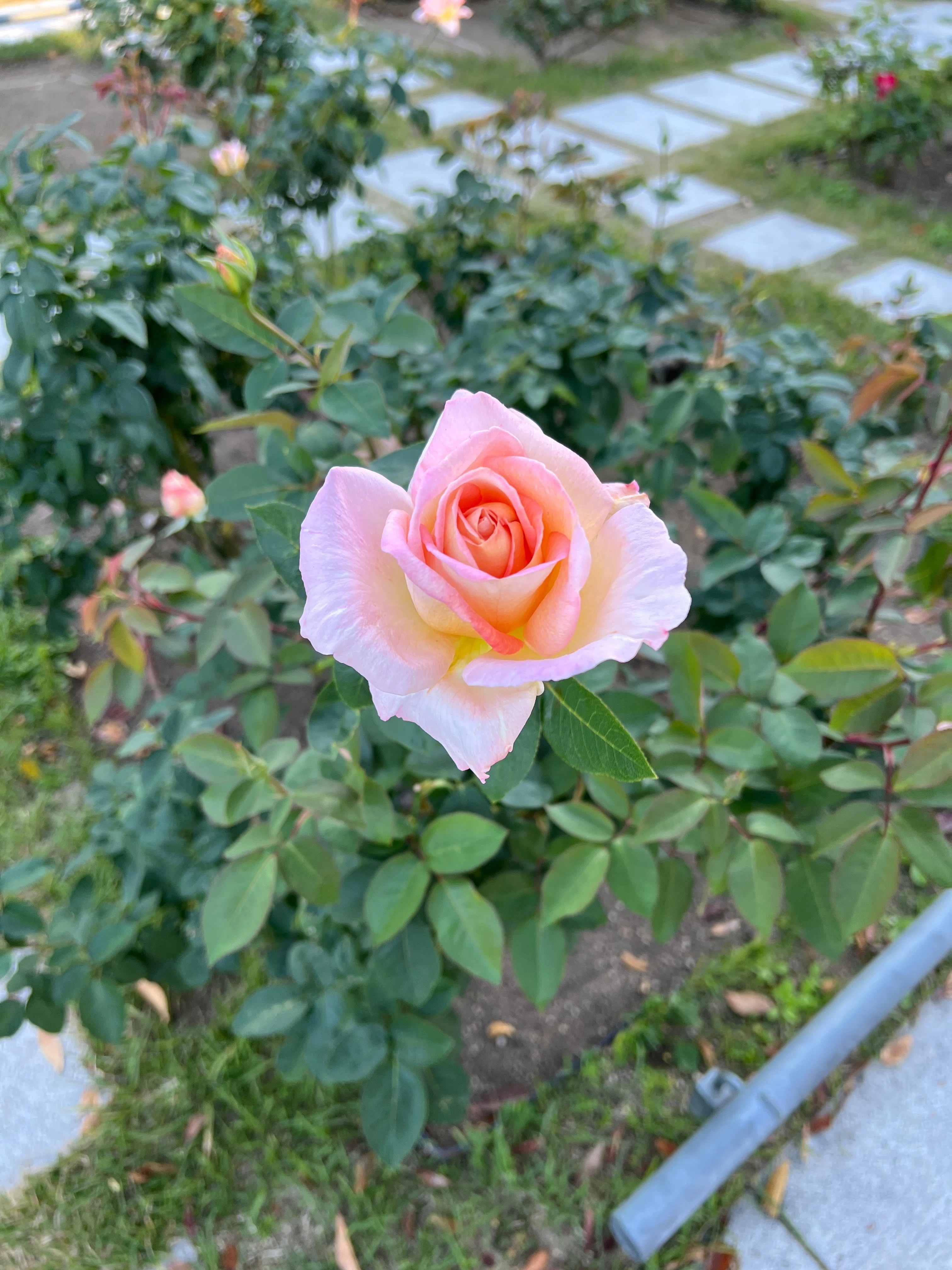 🇫🇷コンフィデンス（Confidence） 🌹中之島バラ園｜ぱぽにゃん🌹薔薇