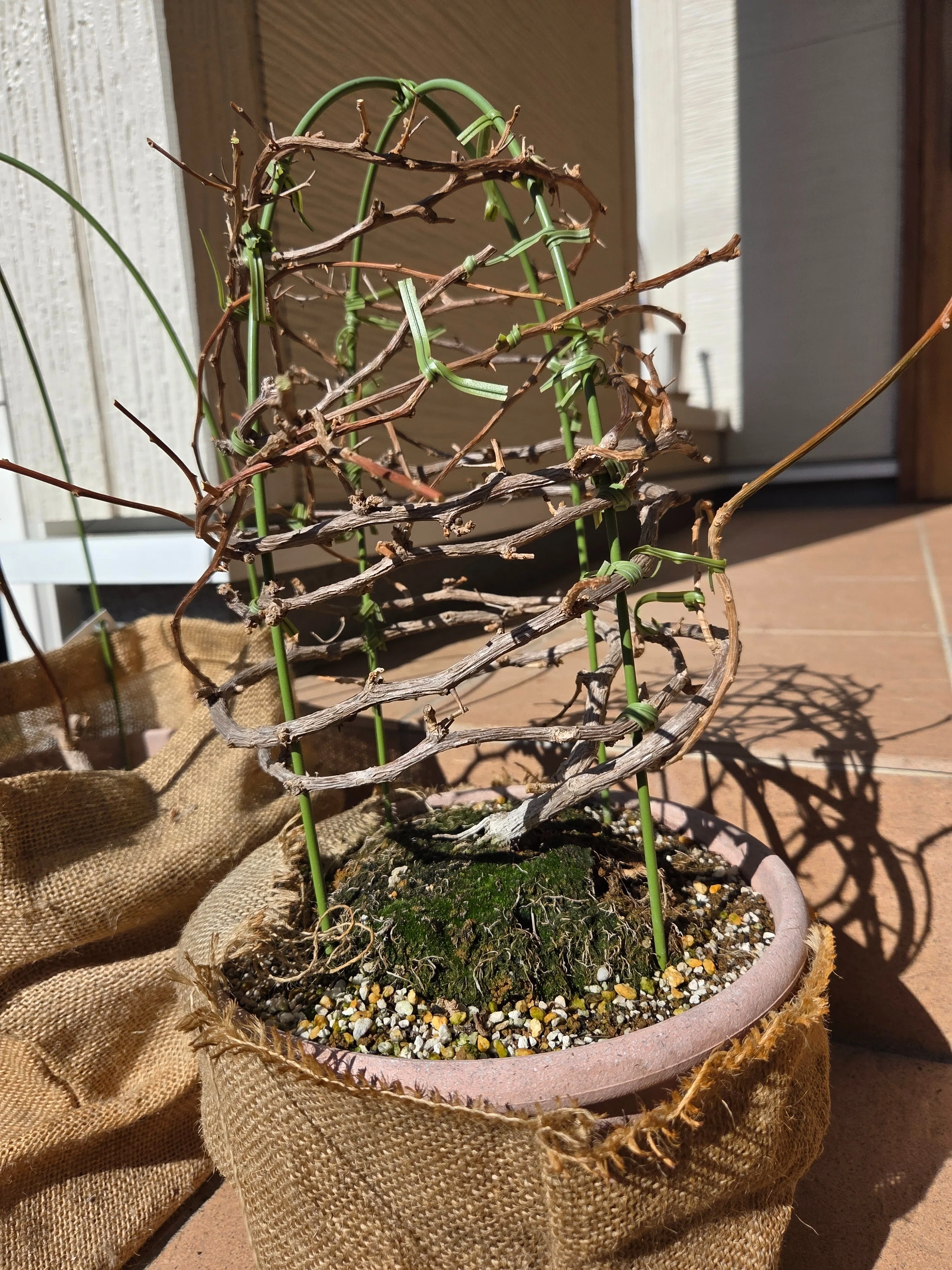 冬越し後のブーゲンビリア。今やること。｜Kagaya.plants