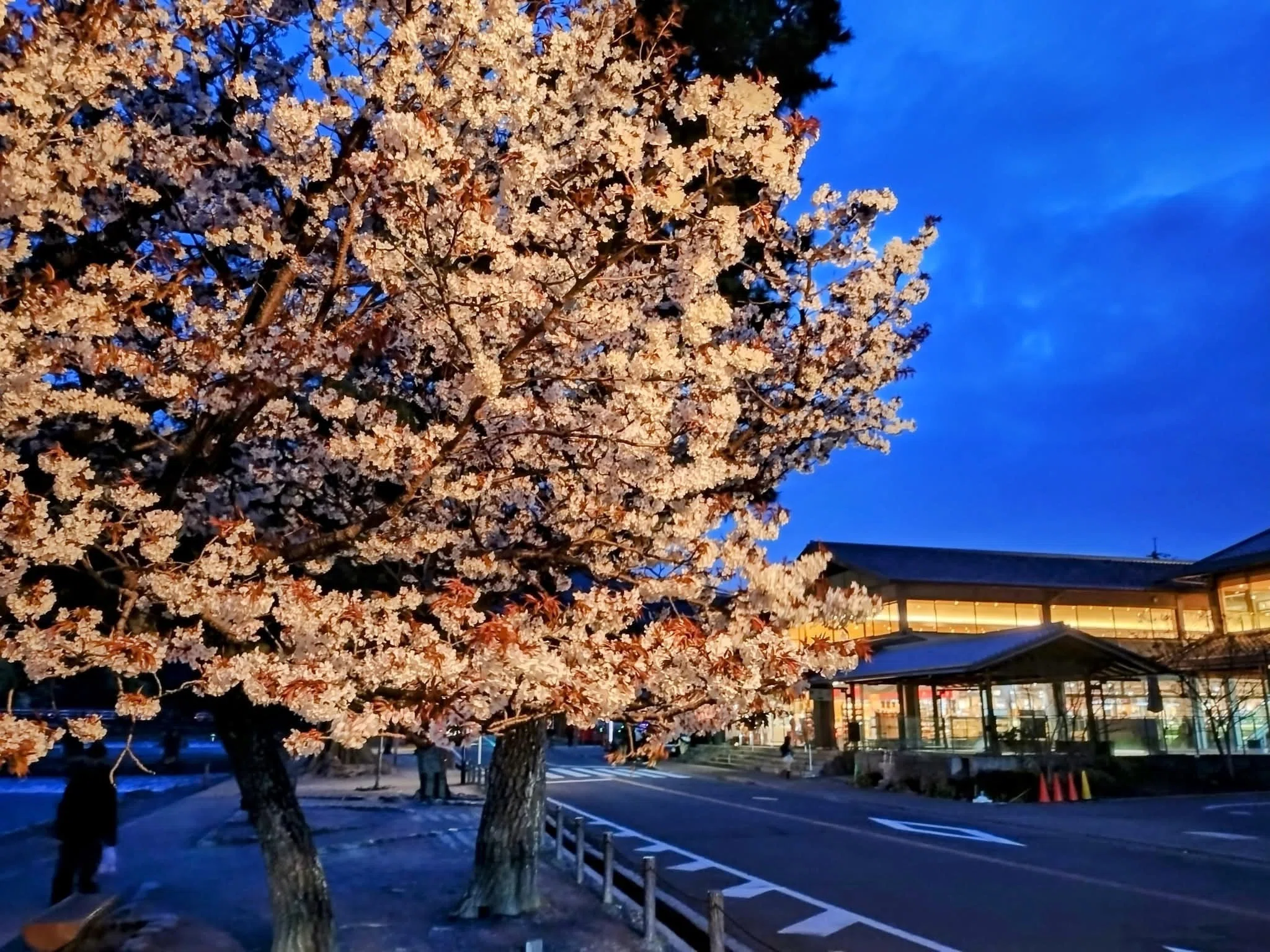 2026年 嵐山の桜はいつ咲く？見頃予想と絶景撮影スポット｜カトラス