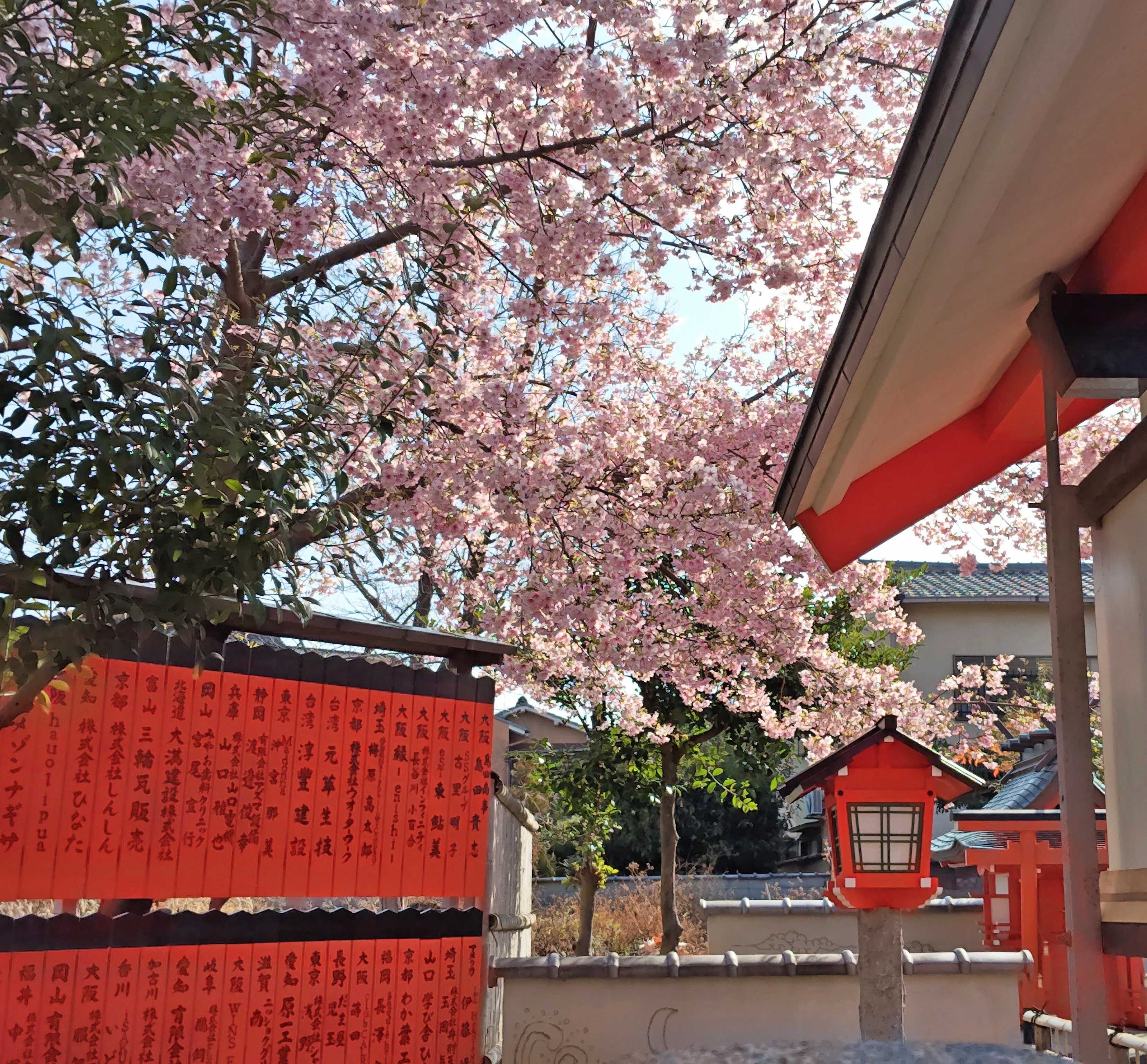 車折神社で河津桜、広隆寺では国宝第1号を愛でる！｜小春