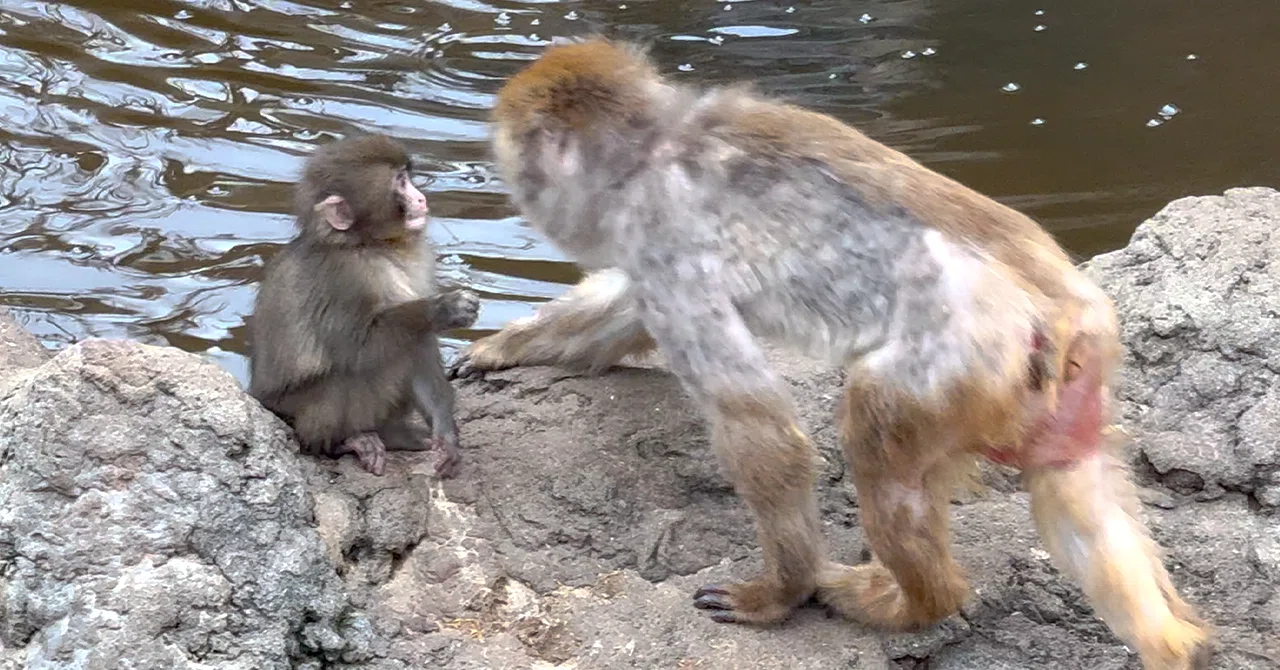 おさるのパンチくんに会いにいく⑤-市川市動植物園（千葉県）｜Solo