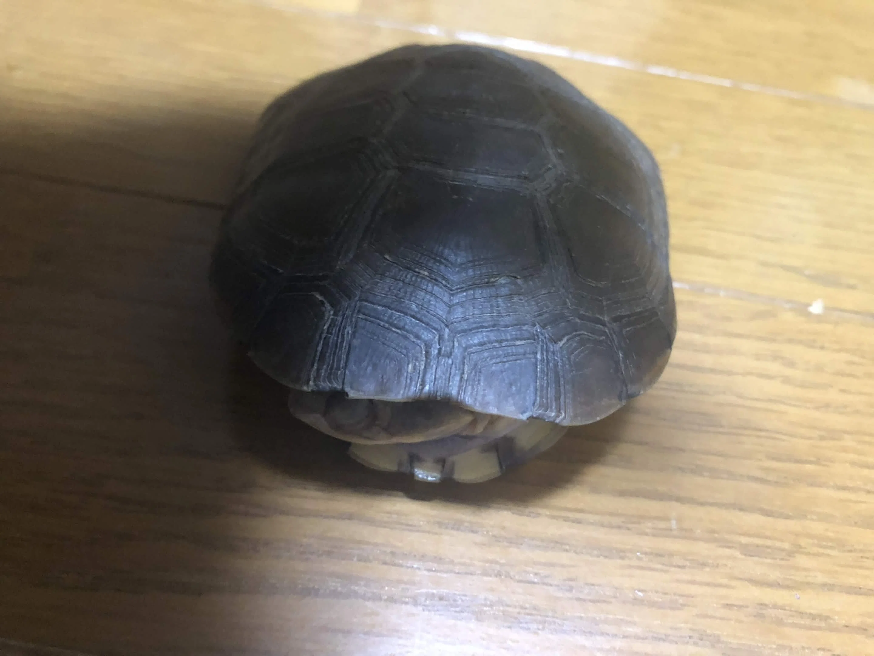 MTG】沼山くろをコケにしたカード達～ミュータント タートルズ編