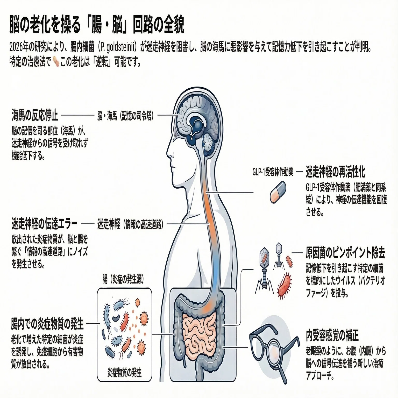 もの忘れ」の犯人はお腹にいた──腸内細菌が脳の老化を加速する