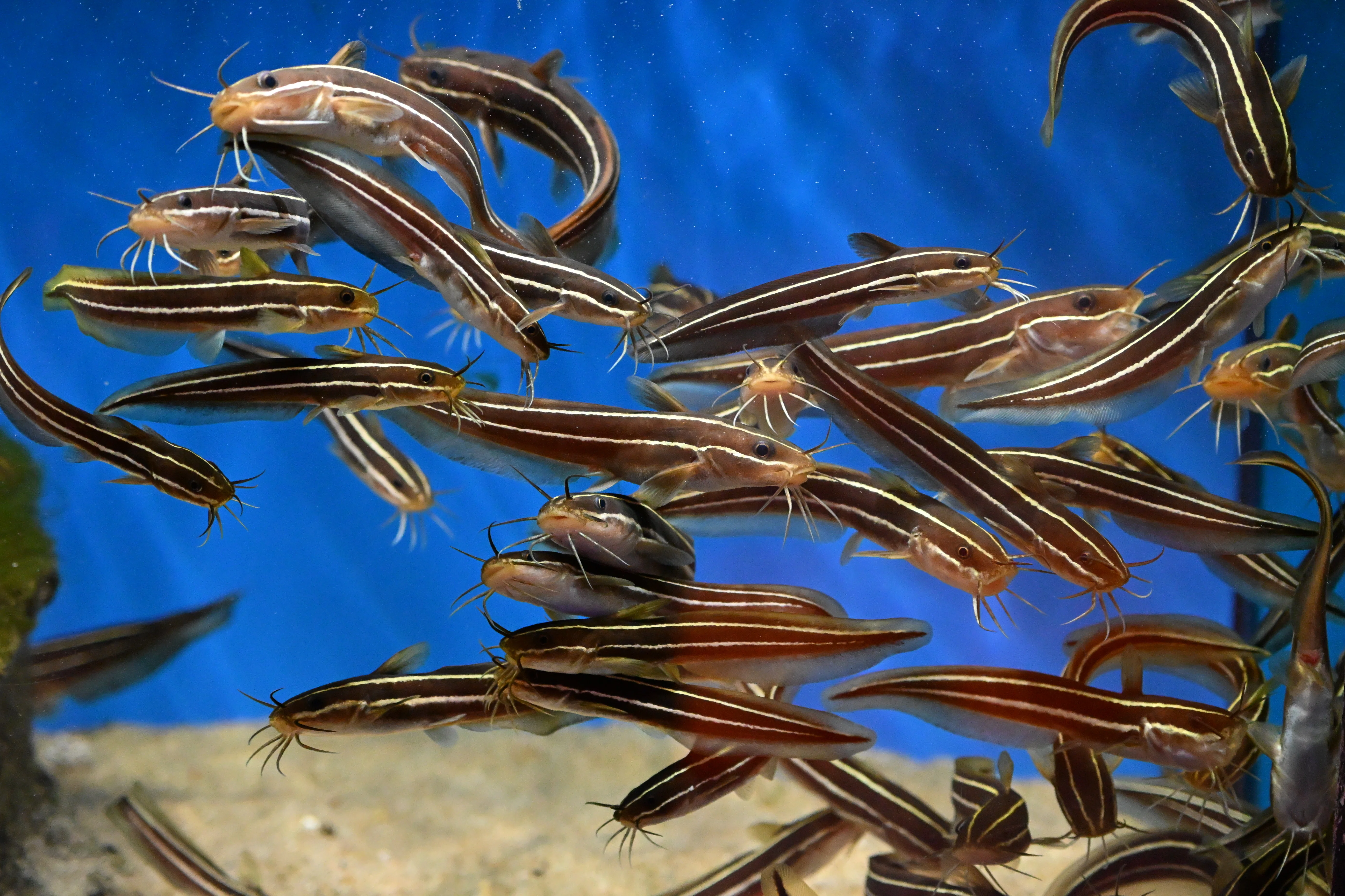 20260307_なぎさ水族館【Nikon Z50IIと水族館】｜山ネズミ