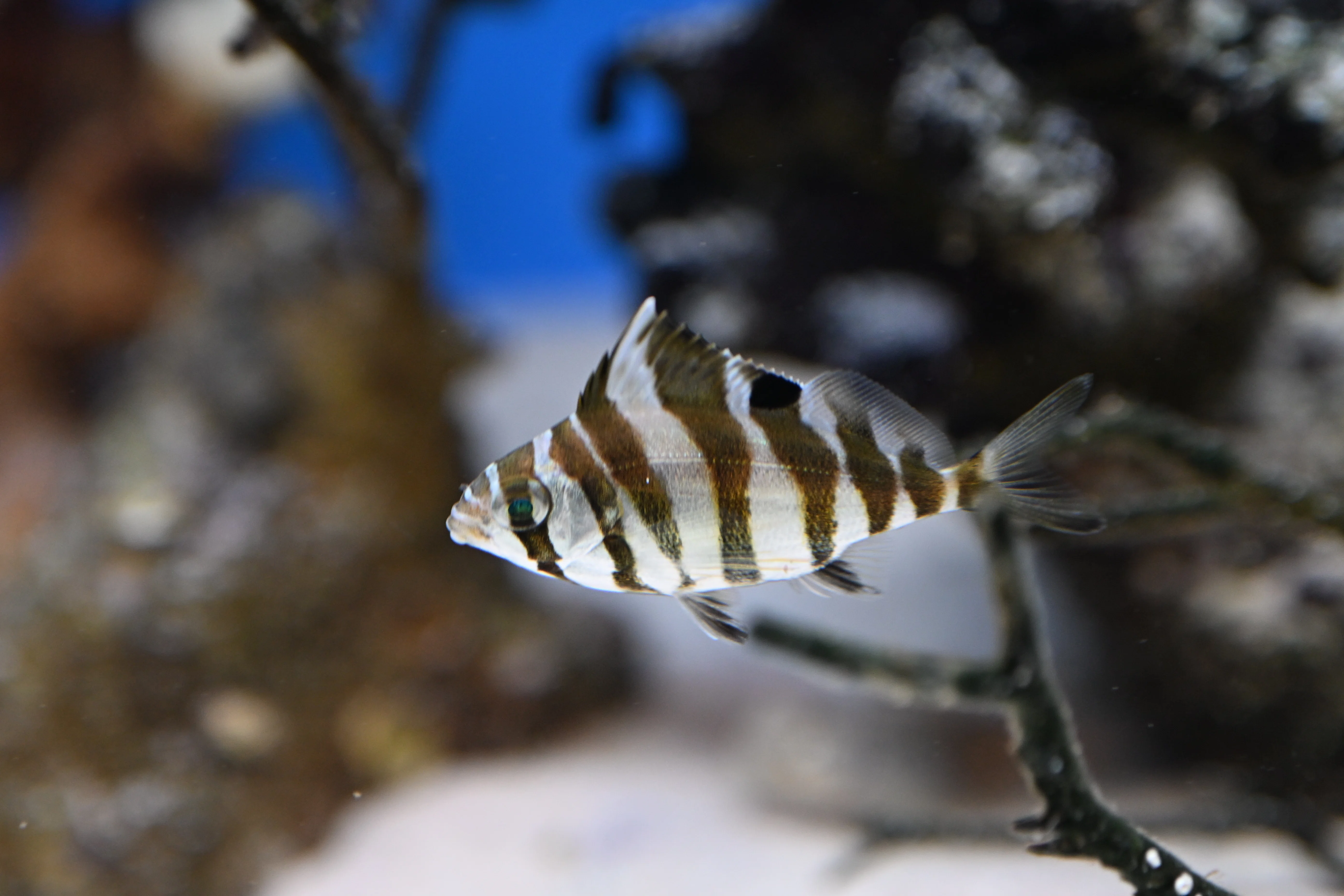 20260307_なぎさ水族館【Nikon Z50IIと水族館】｜山ネズミ