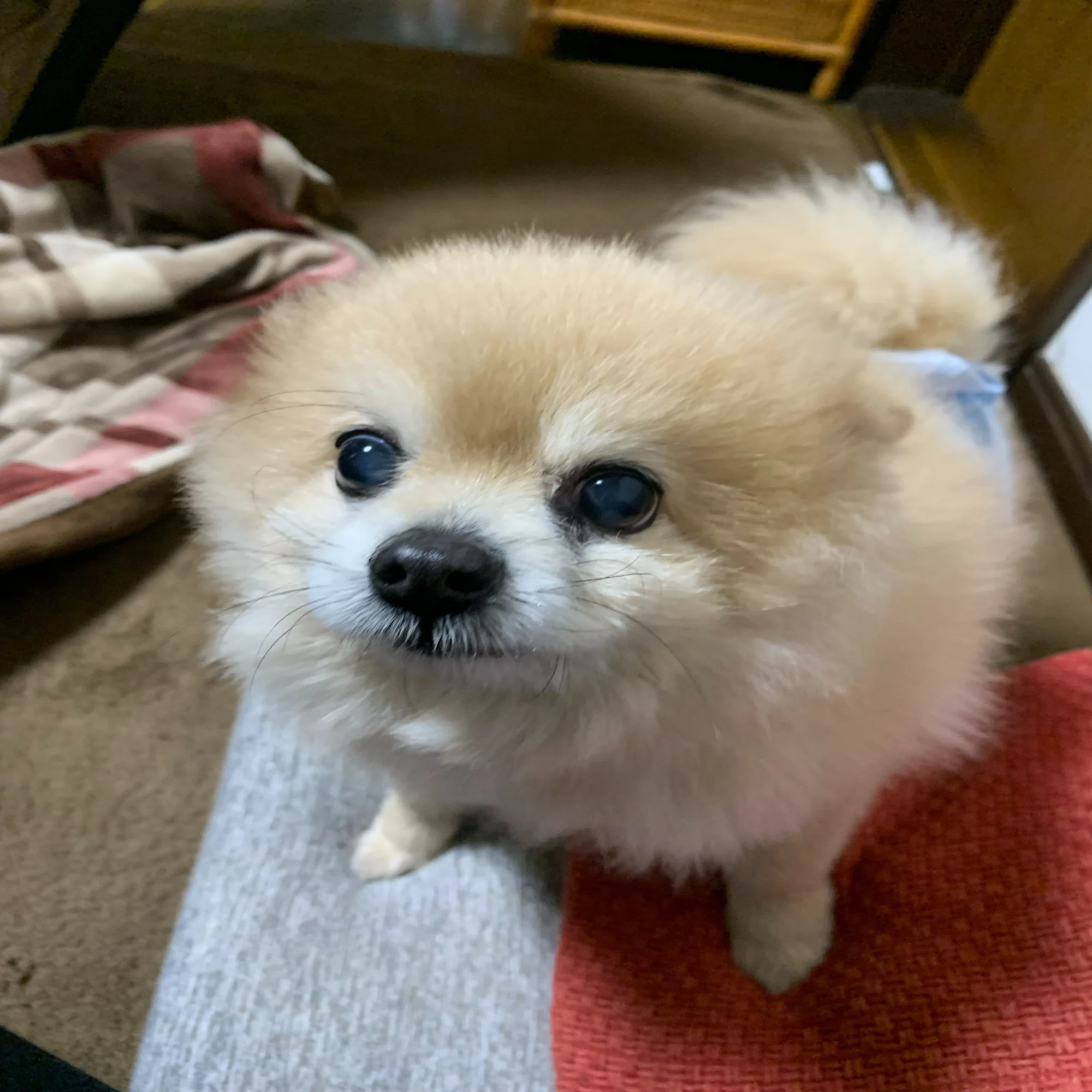 ぽんちゃん】シニア犬介護で大切なのは「担当を決めること」｜株式会社 