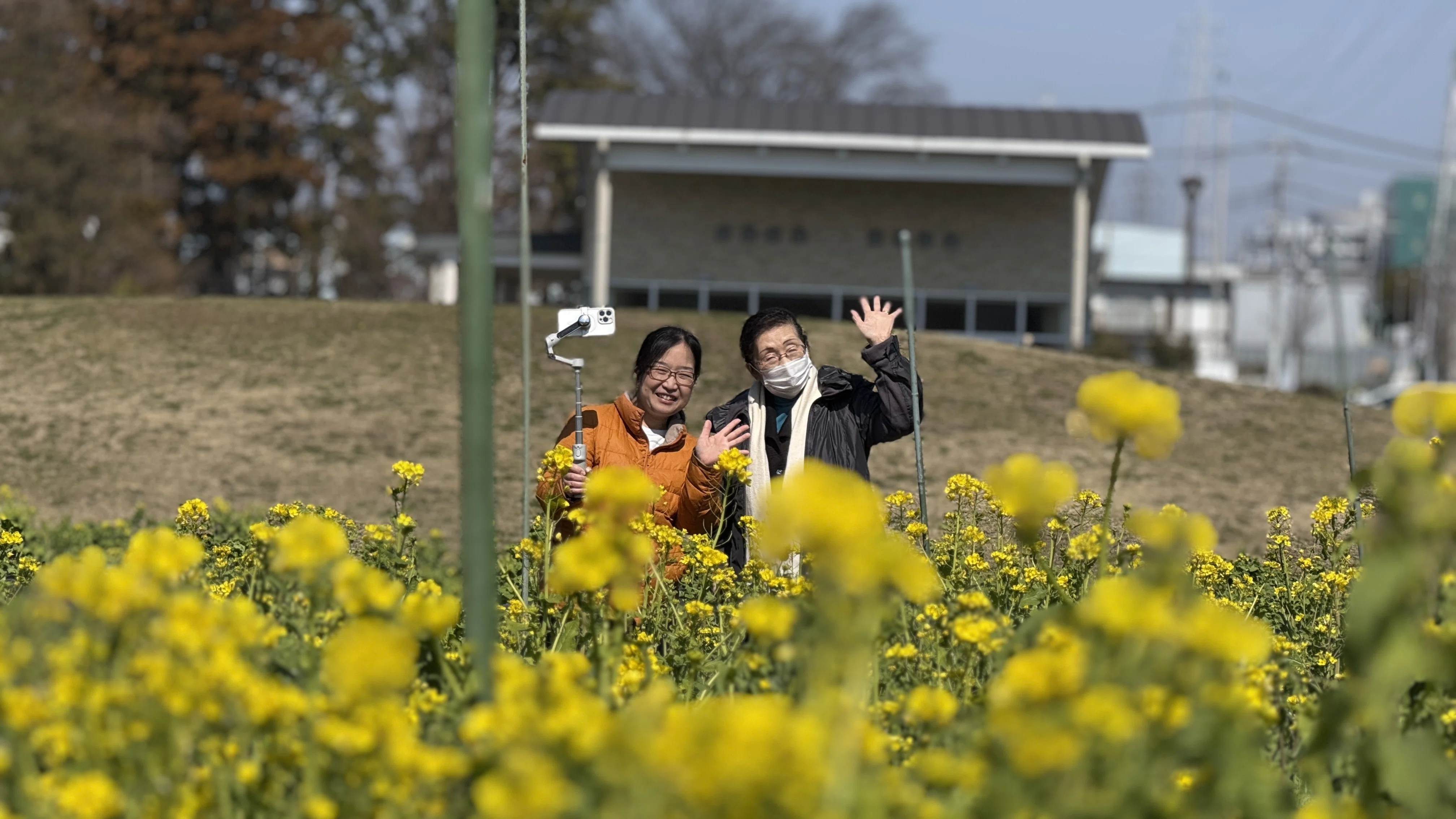 🌼春の発見がいっぱい！菜の花と小さな青い花に出会った芹沢公園さんぽ