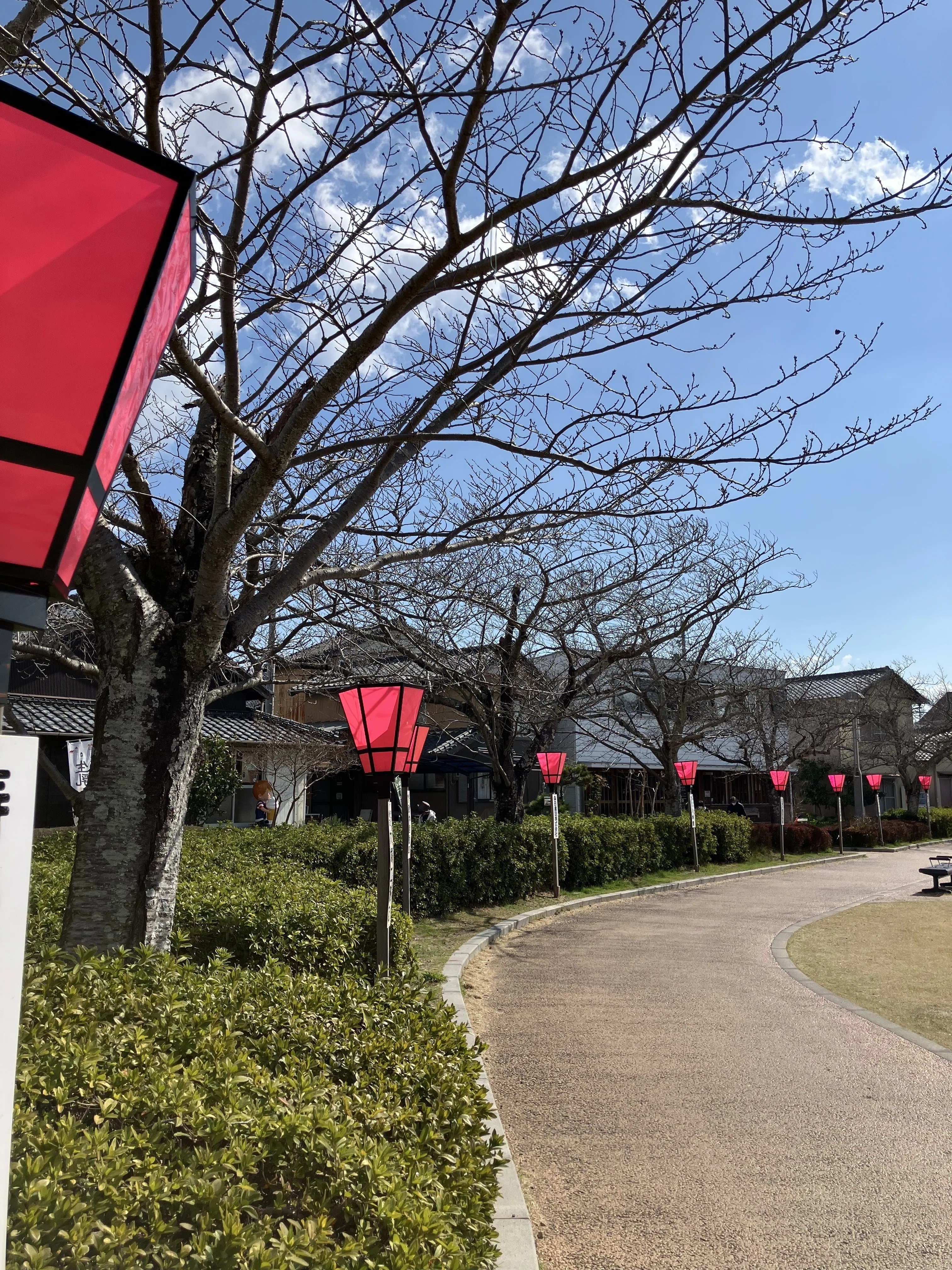 蓮華寺池公園 花だより ～サクラ～｜静岡県藤枝市 花と緑の課