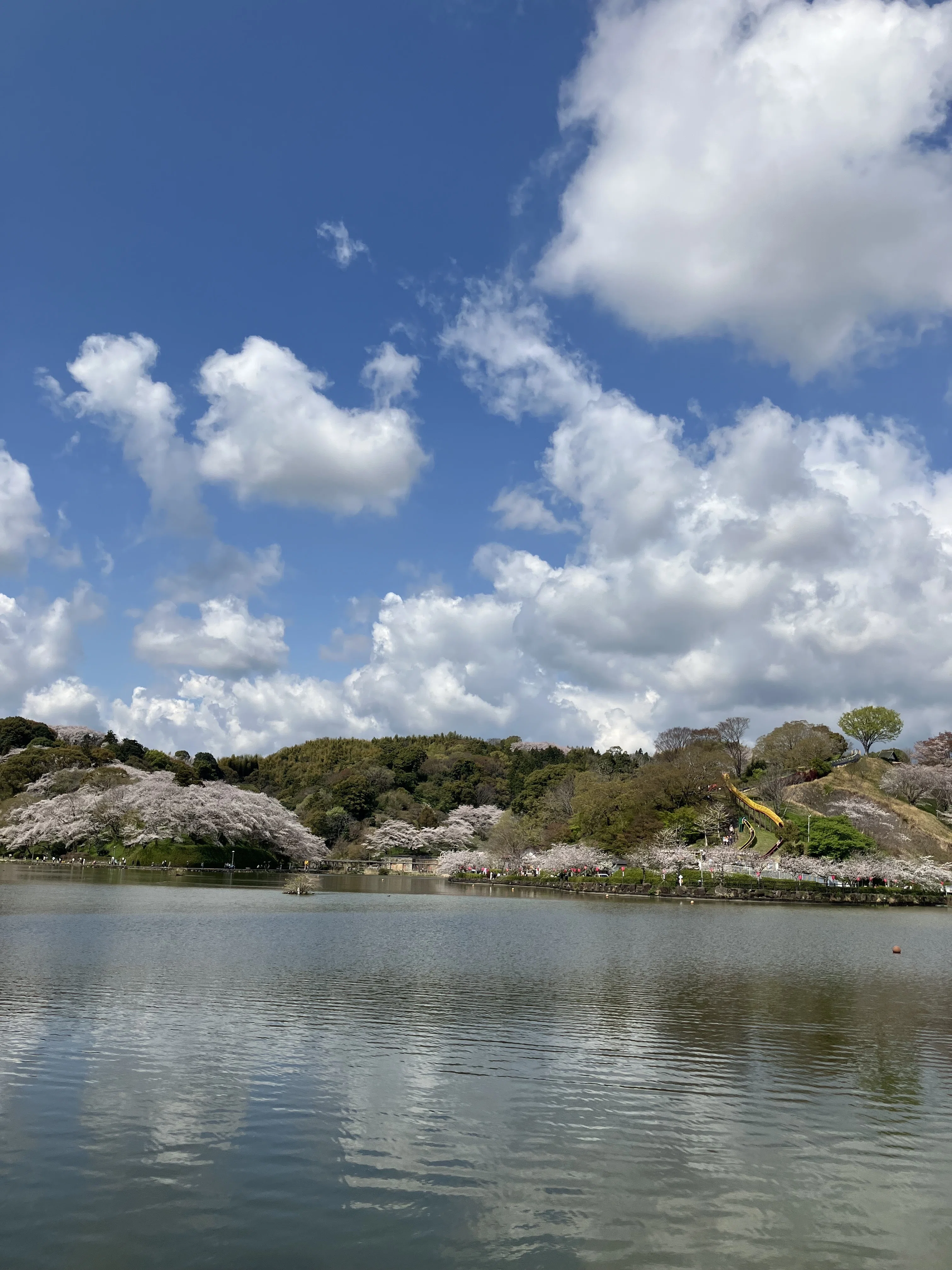 蓮華寺池公園 花だより ～サクラ～｜静岡県藤枝市 花と緑の課