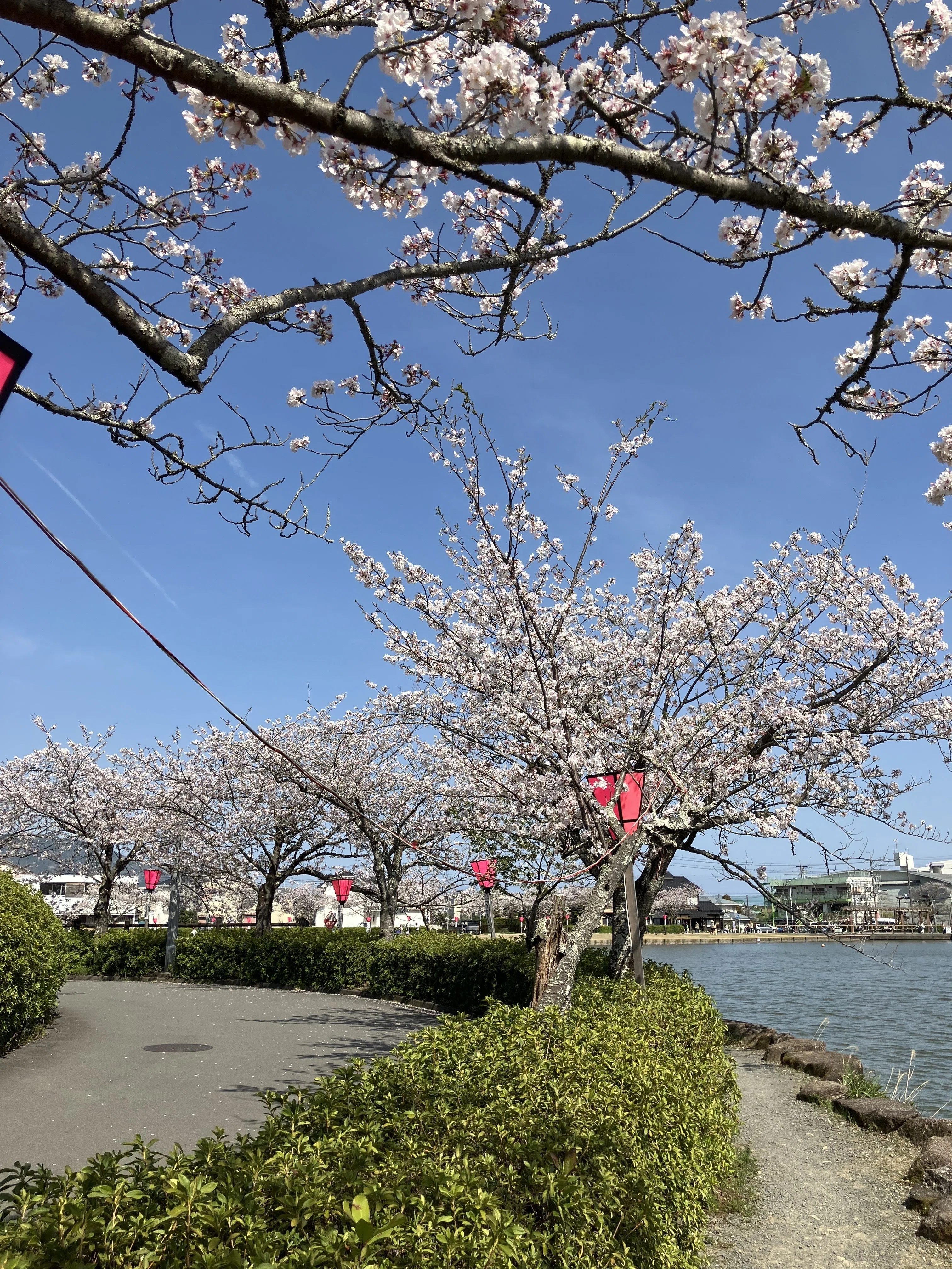 蓮華寺池公園 花だより ～サクラ～｜静岡県藤枝市 花と緑の課