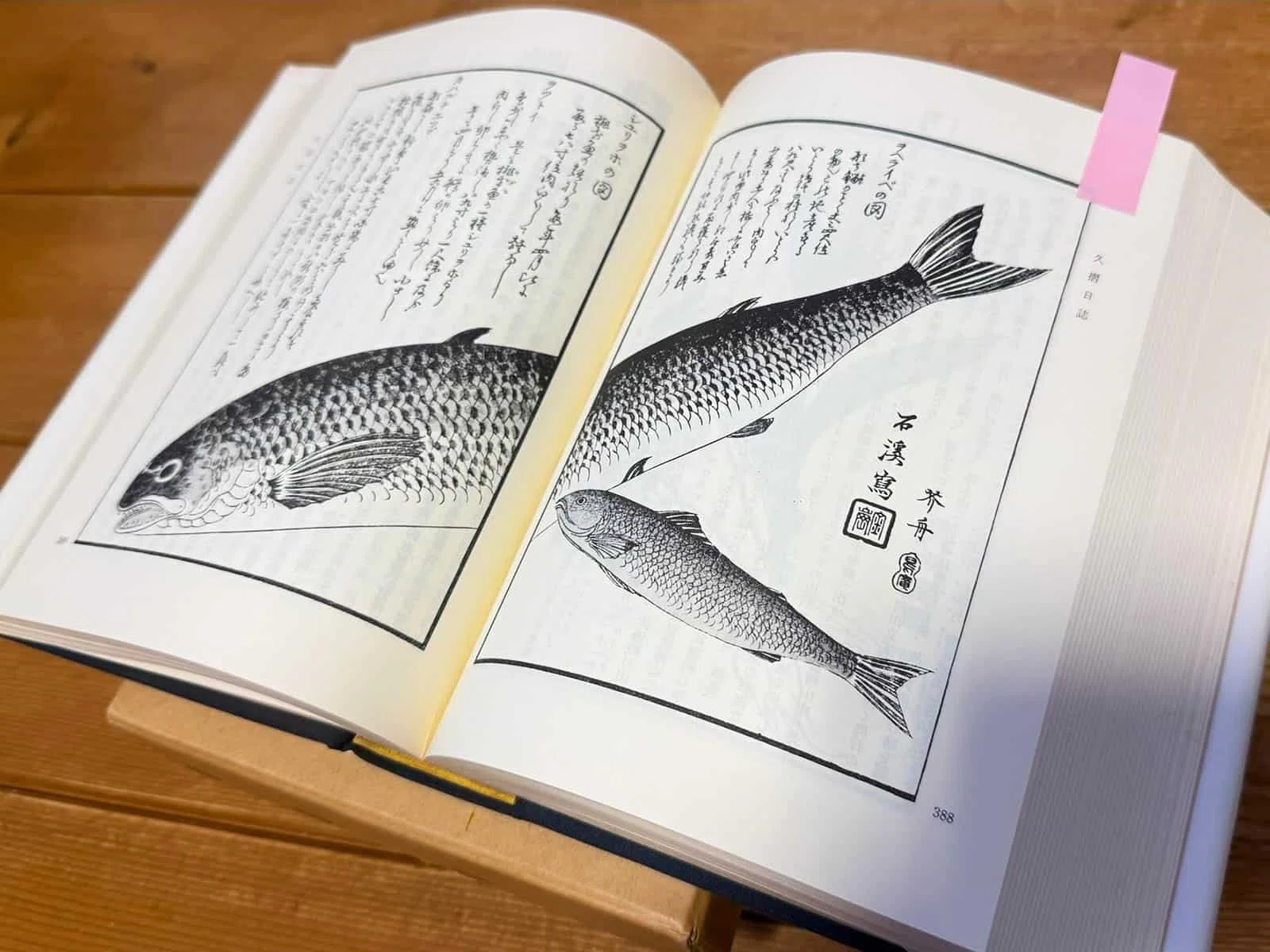 生ける伝説・本波幸一が日本三大怪魚・幻のイトウ150cmを追う｜釣り