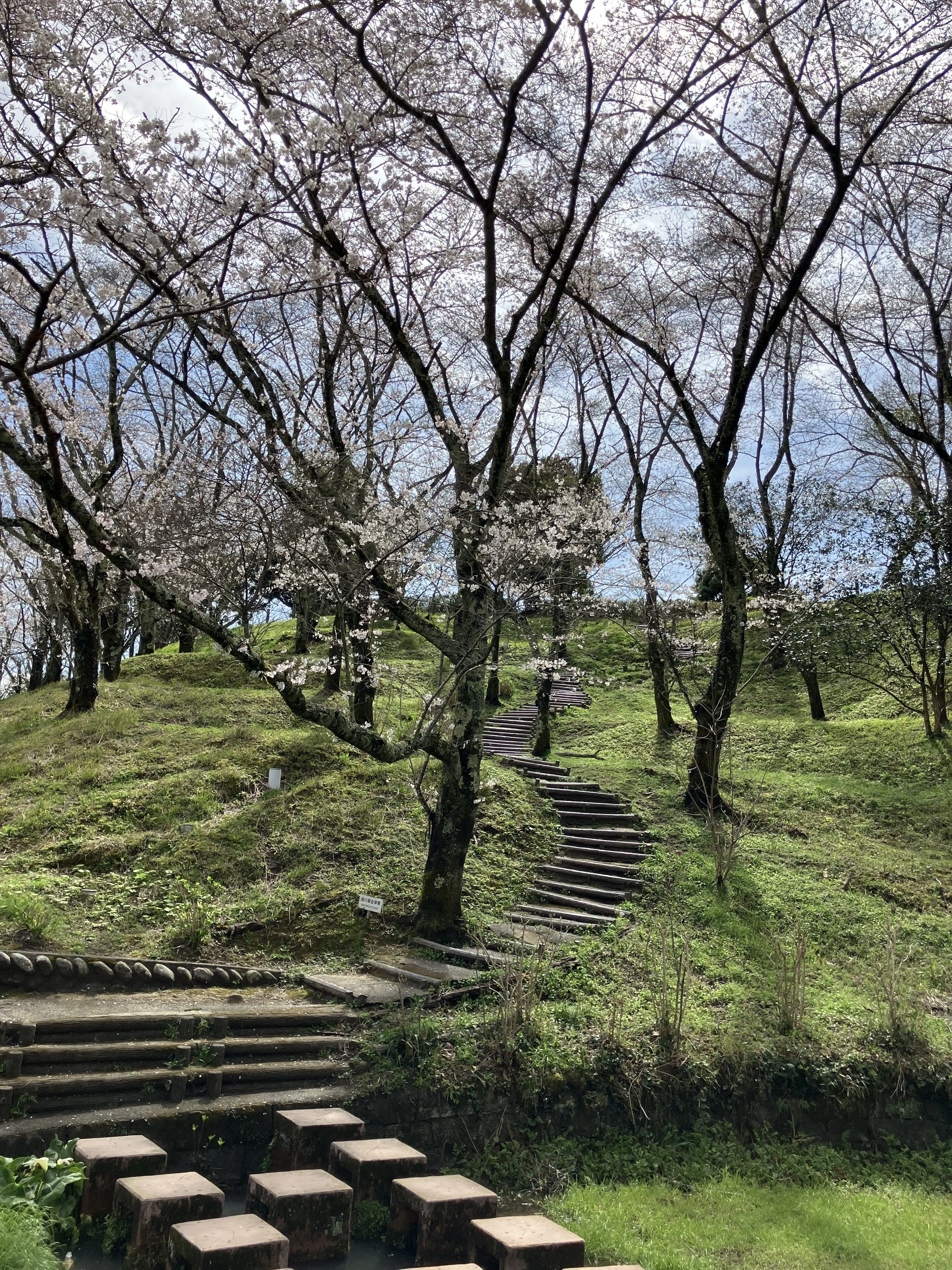 蓮華寺池公園 花だより ～サクラ～｜静岡県藤枝市 花と緑の課