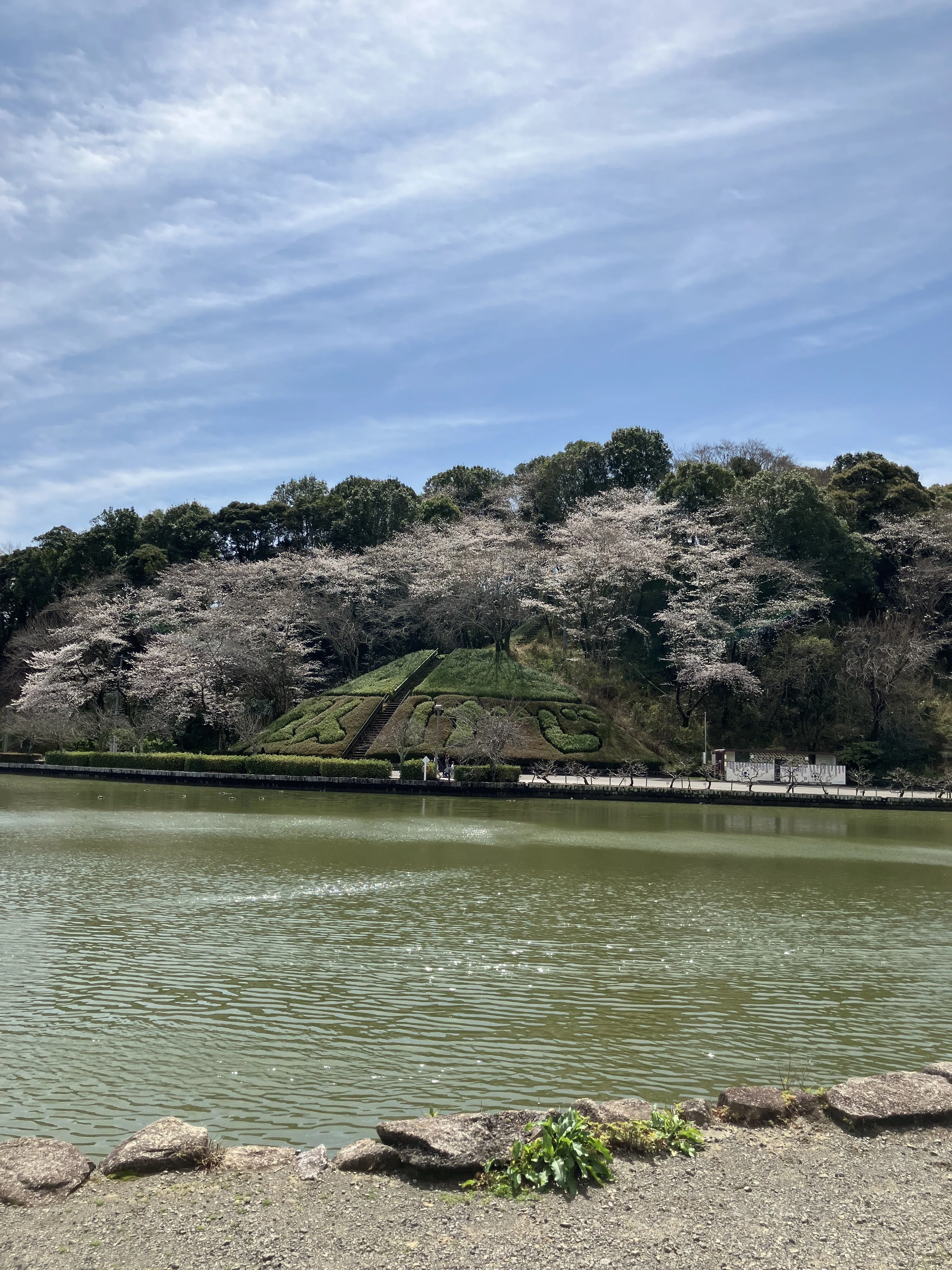 蓮華寺池公園 花だより ～サクラ～｜静岡県藤枝市 花と緑の課