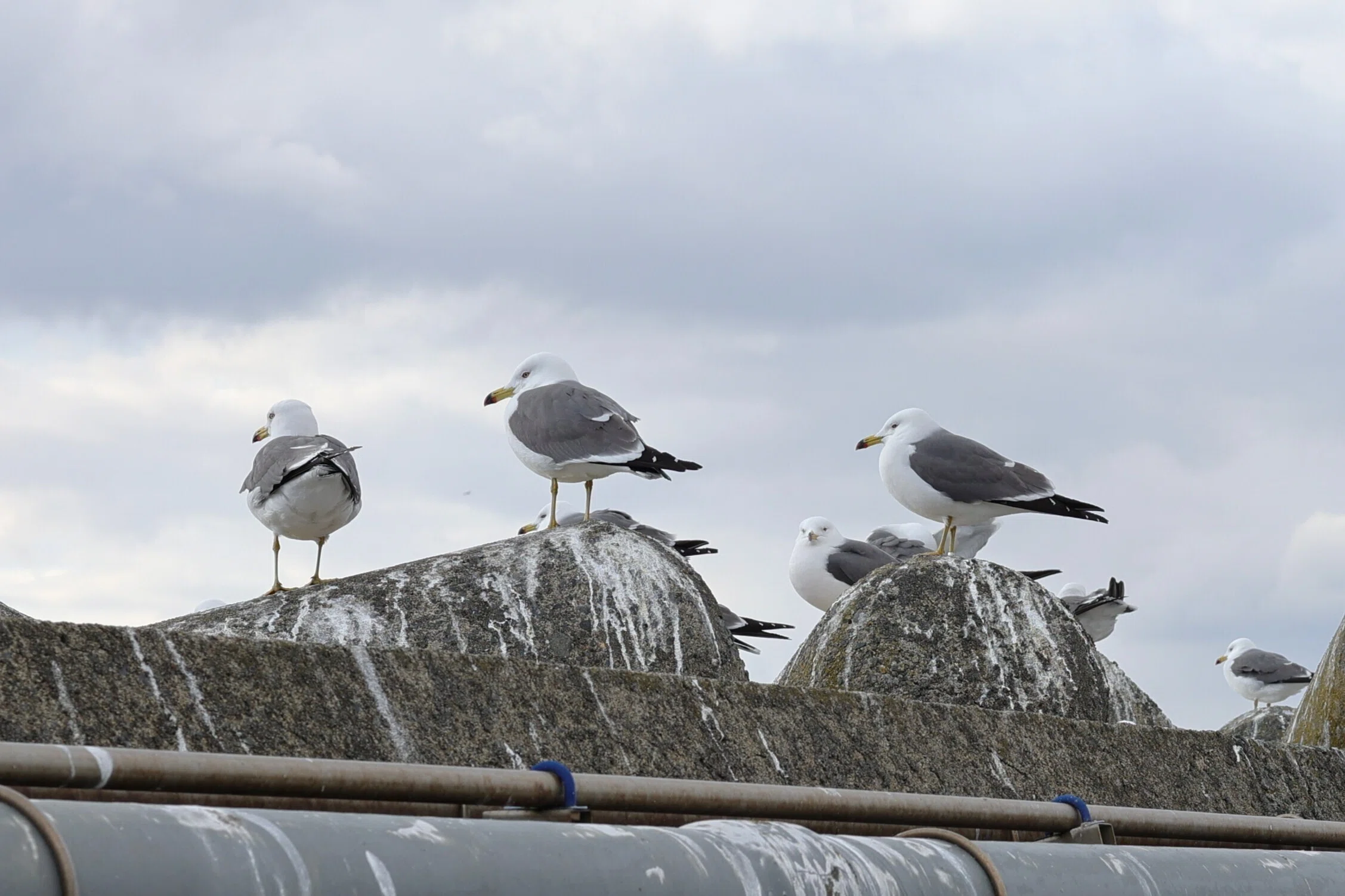 写真】蕪島(青森県)でウミネコと戯れる｜Abbey -旅するように暮らす