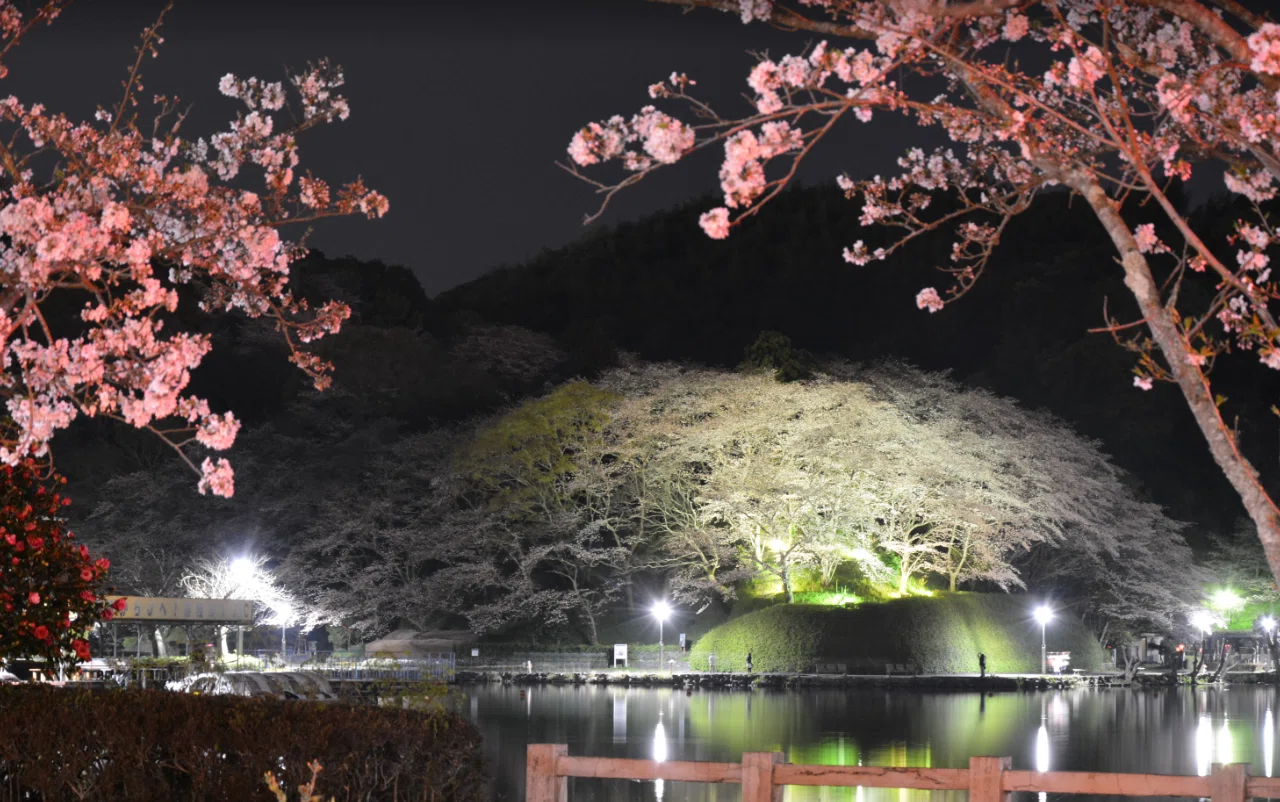 蓮華寺池公園 花だより ～サクラ～｜静岡県藤枝市 花と緑の課