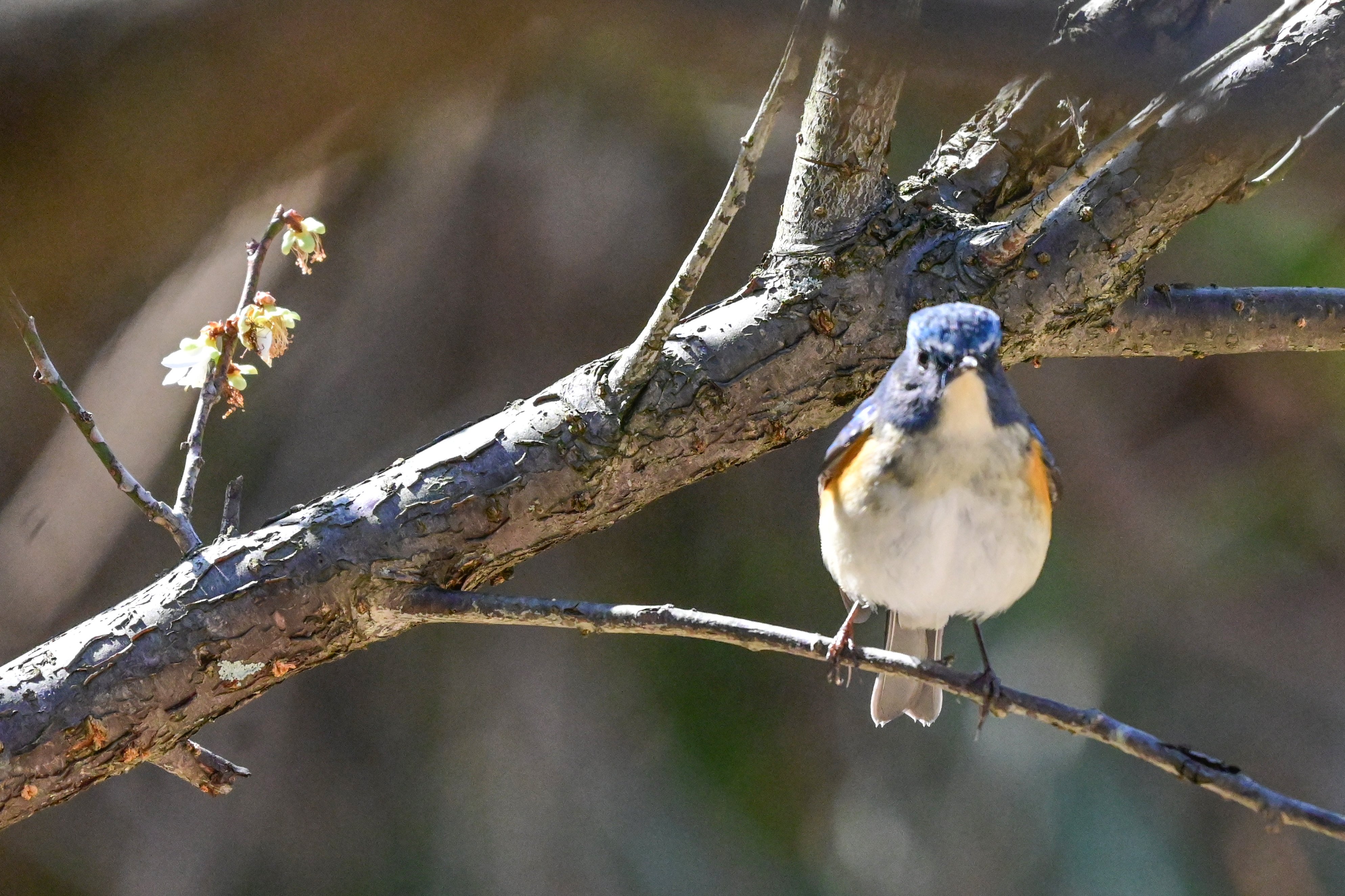 3月12日の鳥活について｜やすひこ