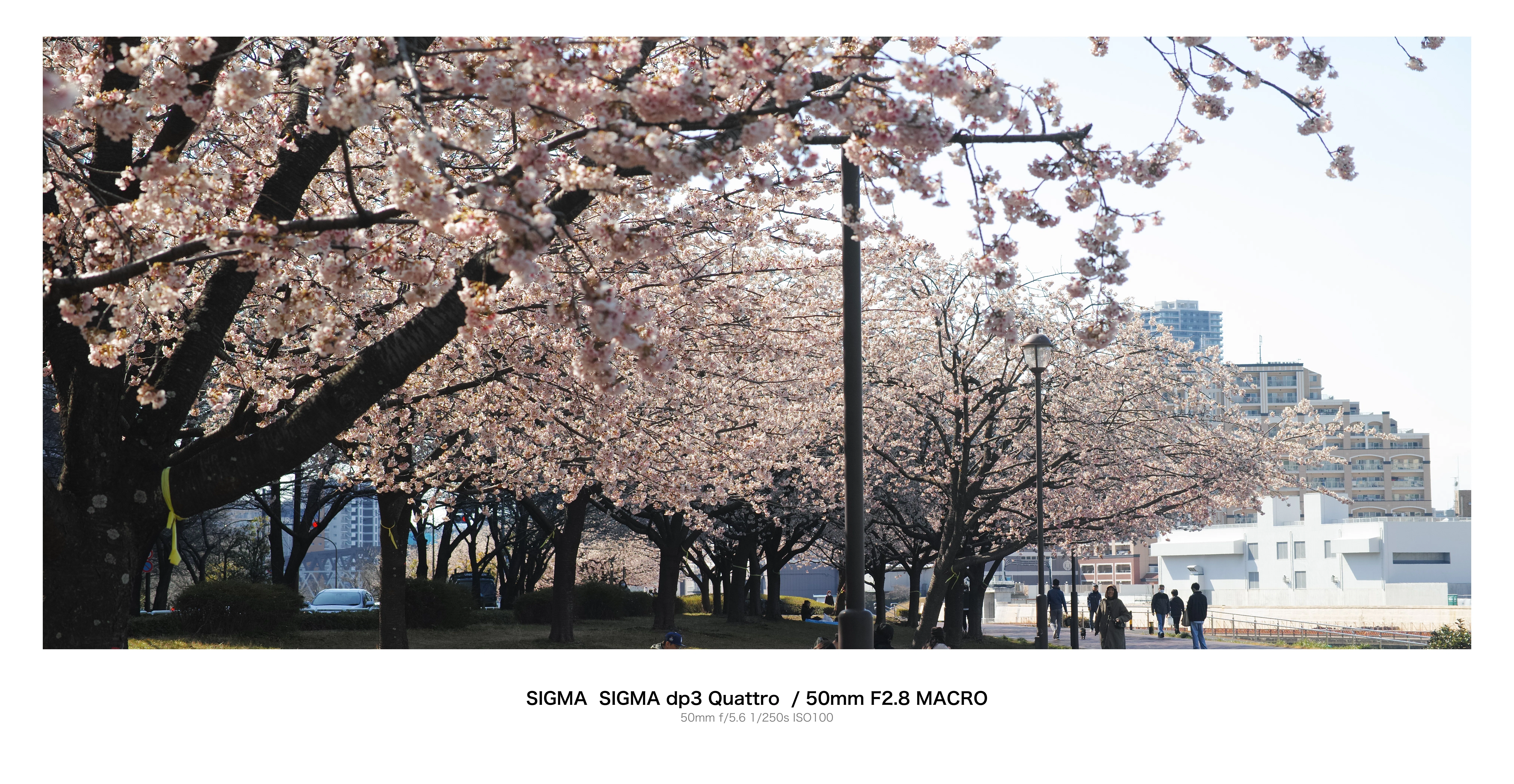 汐入公園の大寒桜は満開｜とりごーり