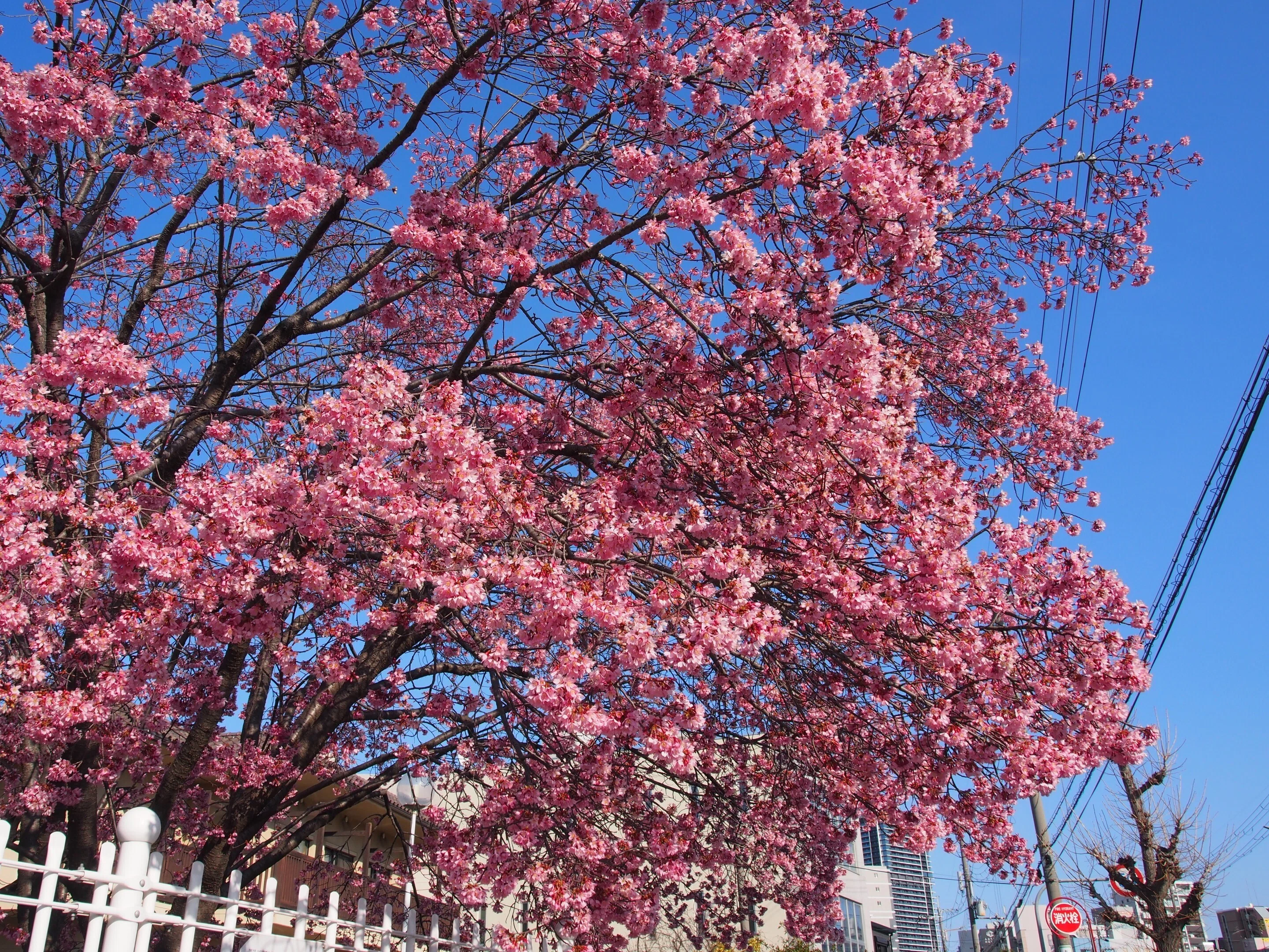 大阪市淀川区 博愛社2026年3月12日【オカメ桜】｜レタス
