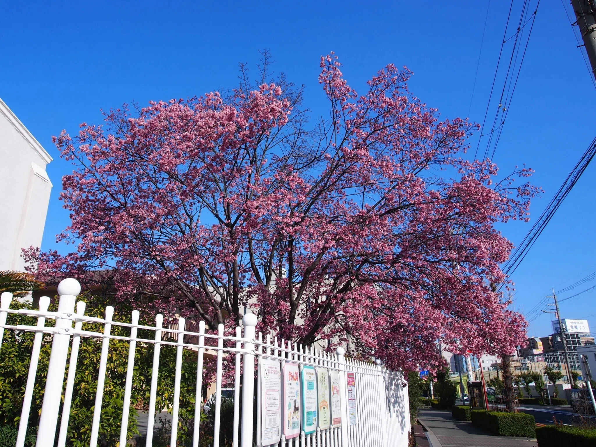 大阪市淀川区 博愛社2026年3月12日【オカメ桜】｜レタス