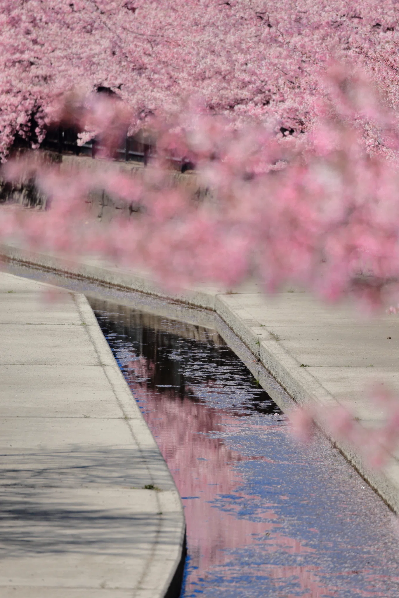 一眼レフで綴る、淀水路の河津桜。EOS 6Dと歩く春の風景♪｜FLAT4