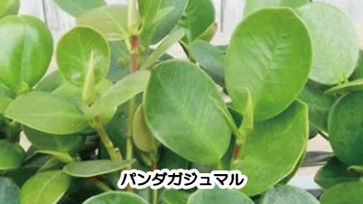 ガジュマル・アコウ・パンダガジュマルの特徴と育て方｜lovely plants@note
