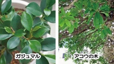 ガジュマル・アコウ・パンダガジュマルの特徴と育て方｜lovely plants@note