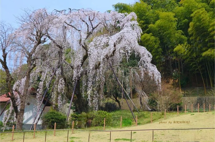 満開のしだれ桜