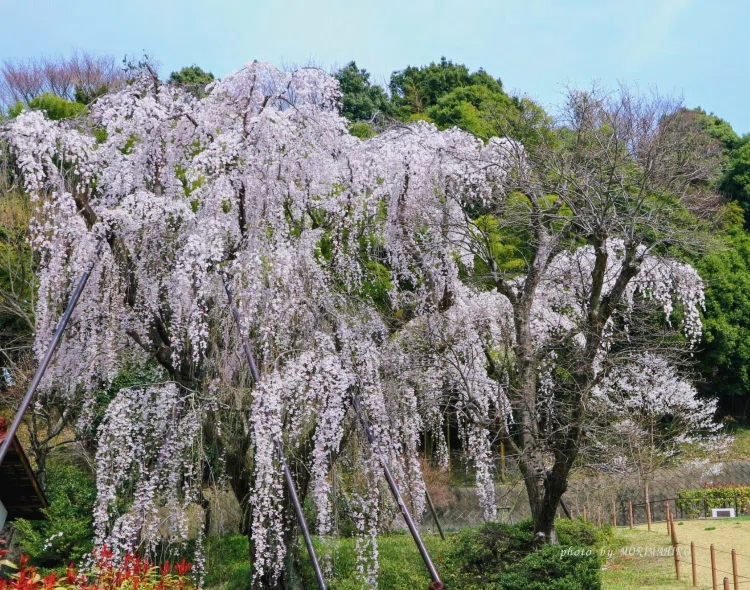 満開のしだれ桜