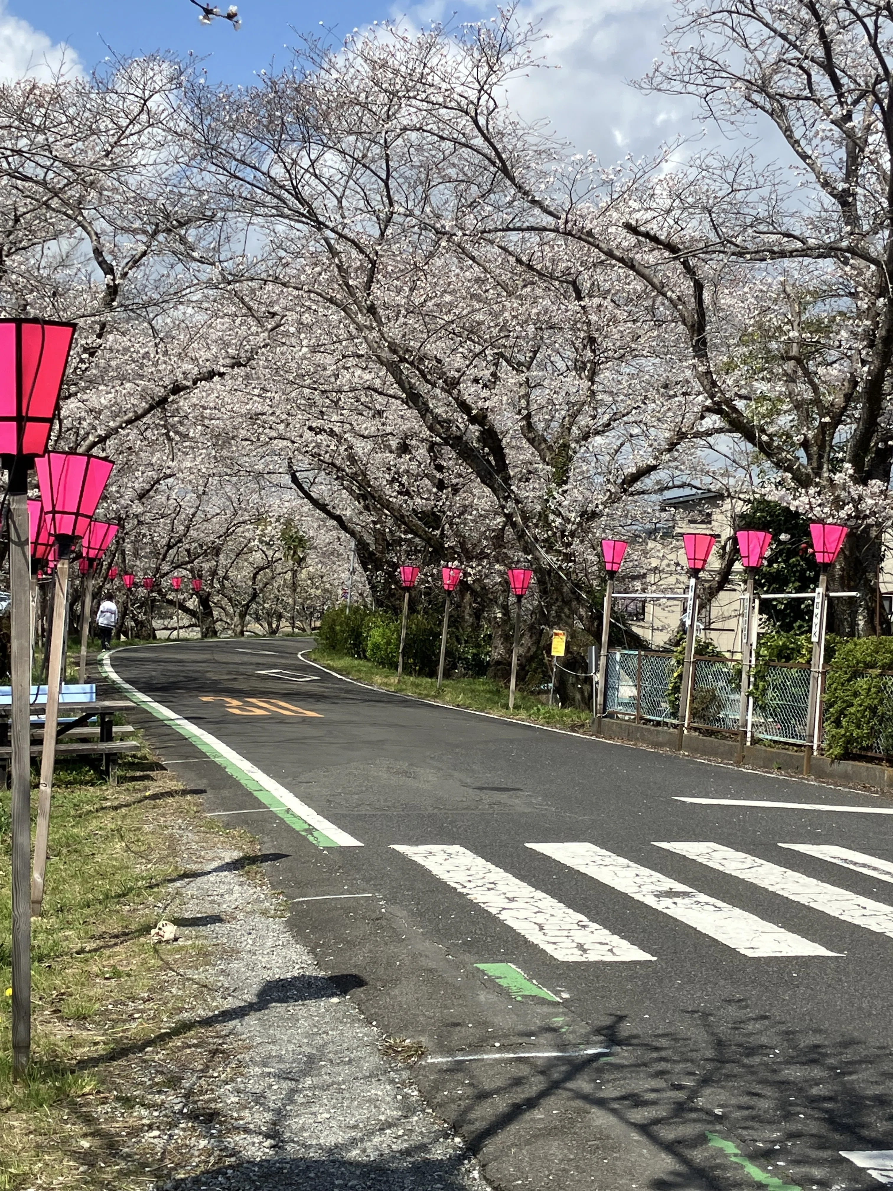 One of the largest in the Tokai region! A 2km-long cherry blossom