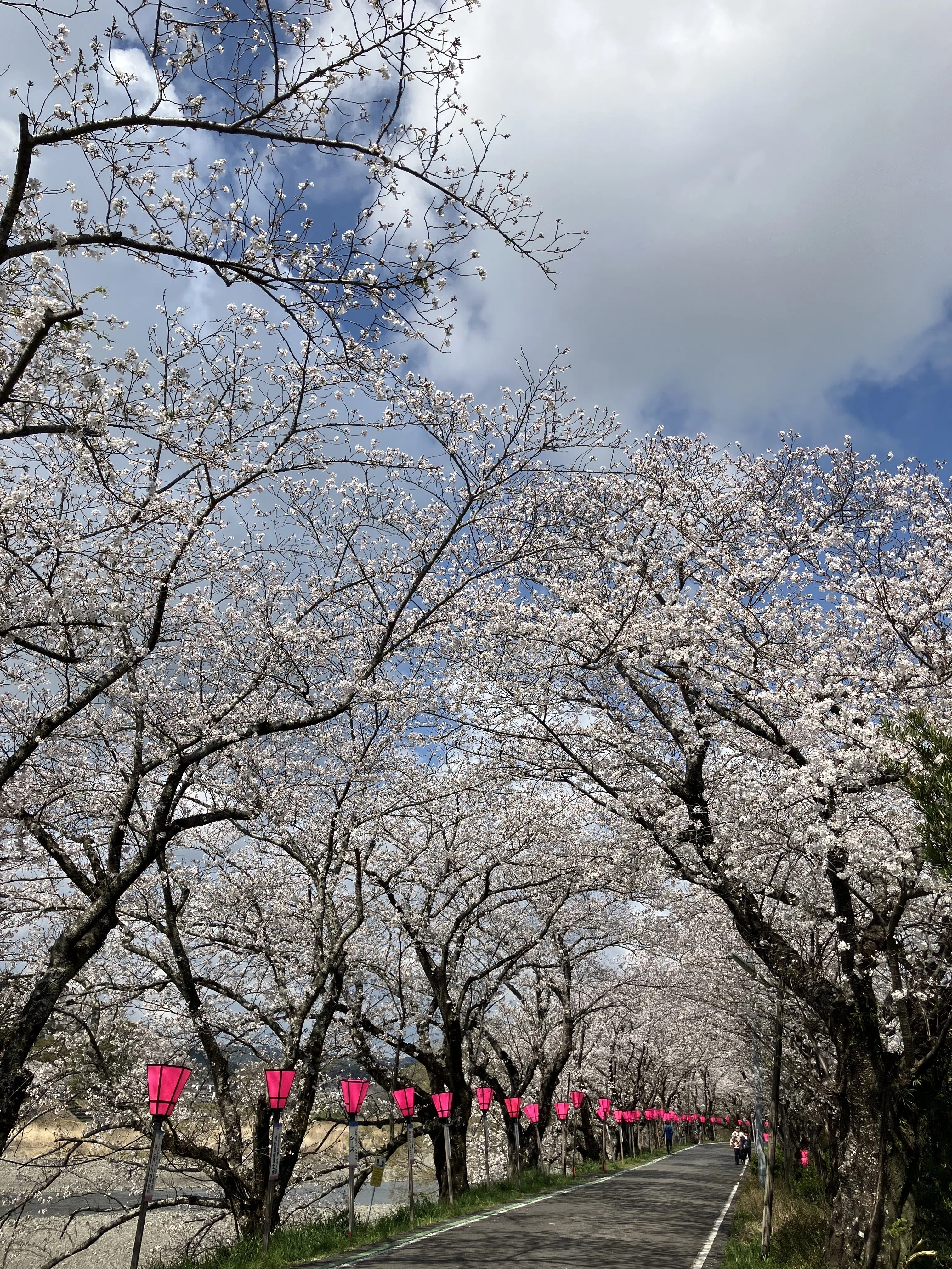 桜 One of the largest in the Tokai region! A 2km-long cherry blossom