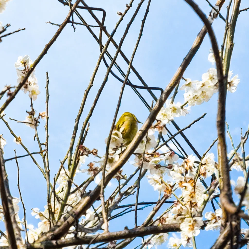 春の気配とメジロ🐦｜まきっち