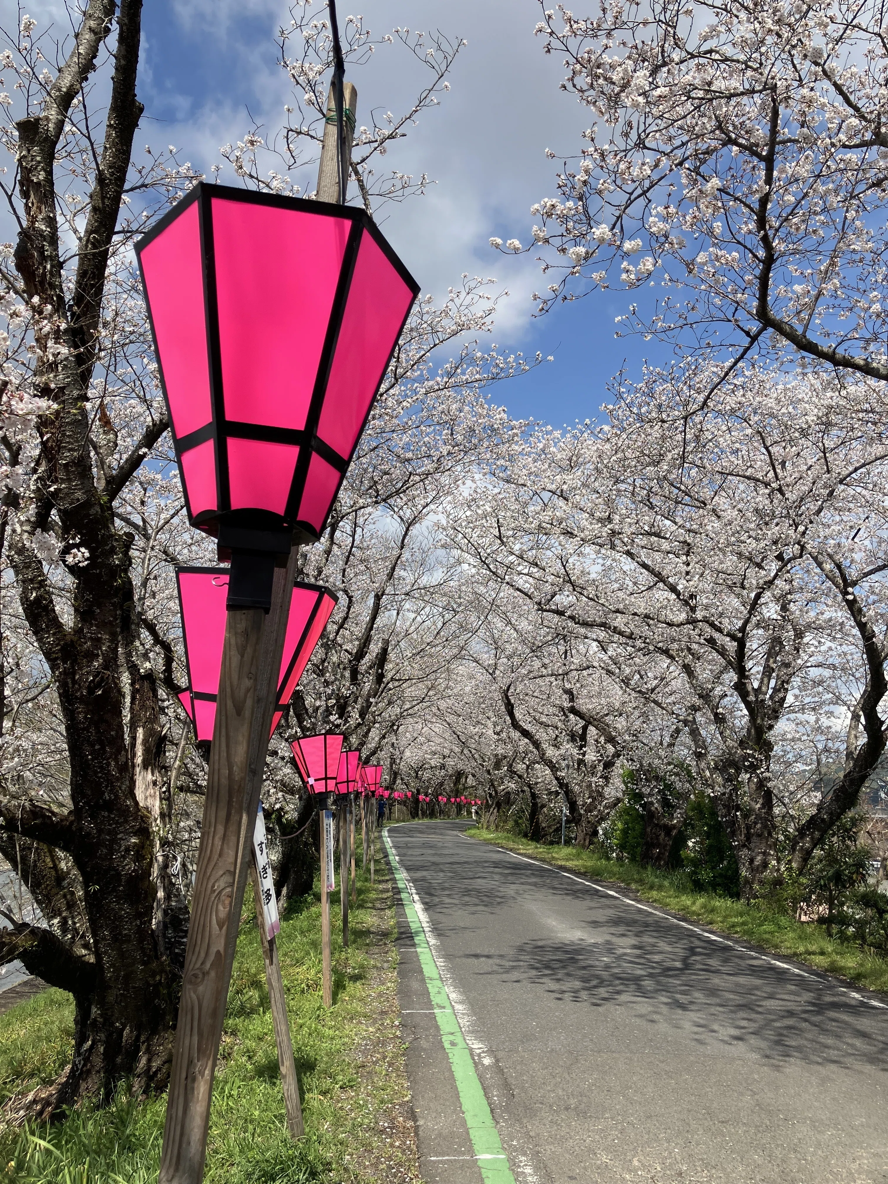 One of the largest in the Tokai region! A 2km-long cherry blossom