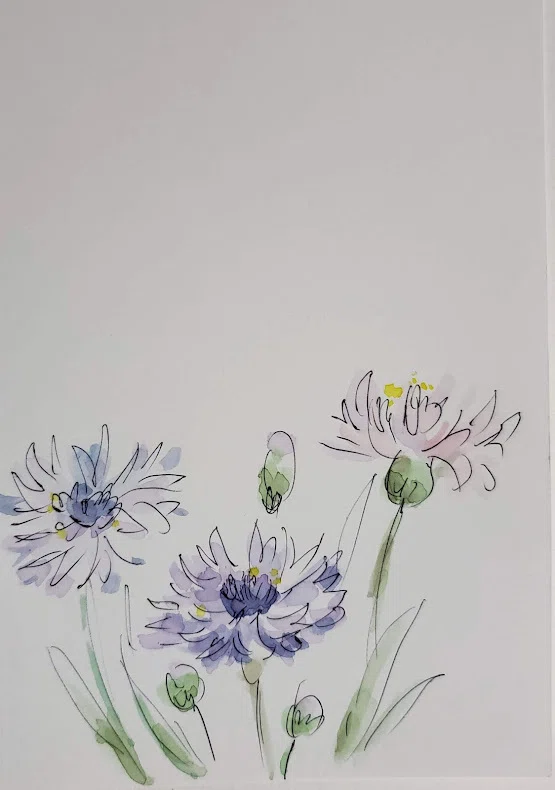 3月15日】お花🌸ヤグルマソウ（矢車草）｜こうこ