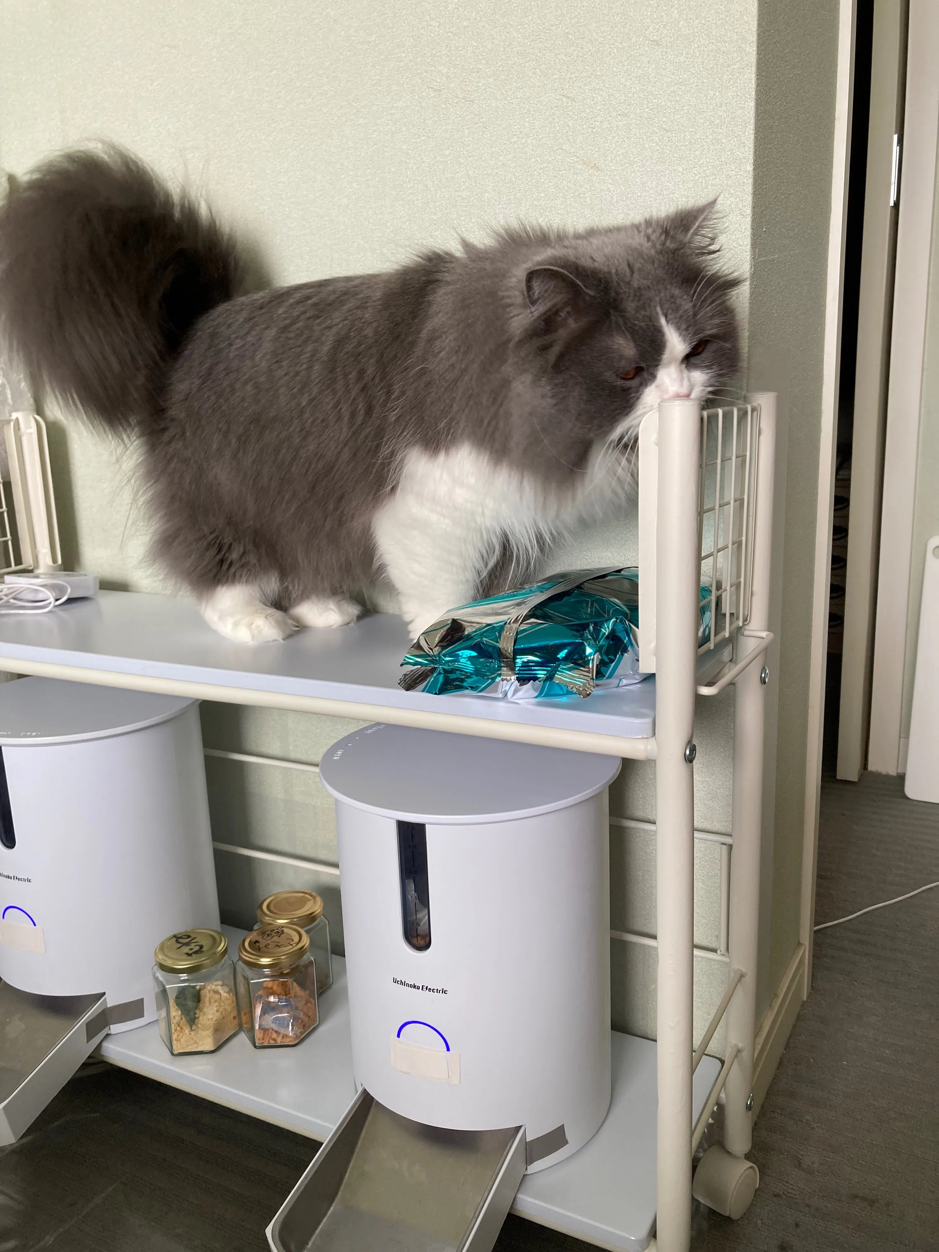 猫の食生活を快適に。自動給餌器「カリカリマシーンV2C」導入レポート