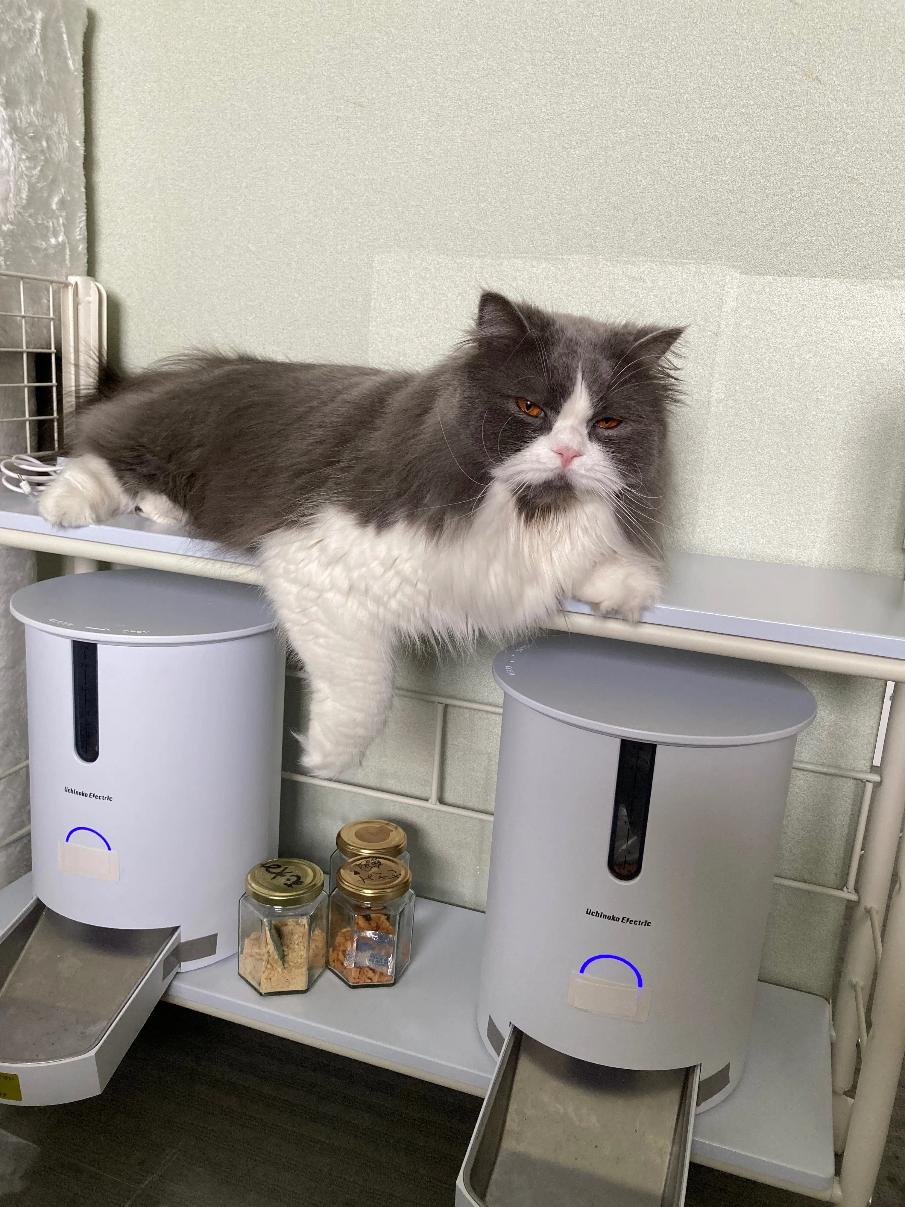 猫の食生活を快適に。自動給餌器「カリカリマシーンV2C」導入レポート