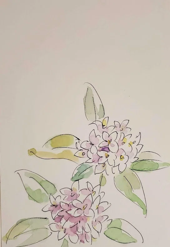 3月18日】お花🌸ジンチョウゲ（沈丁花）｜こうこ
