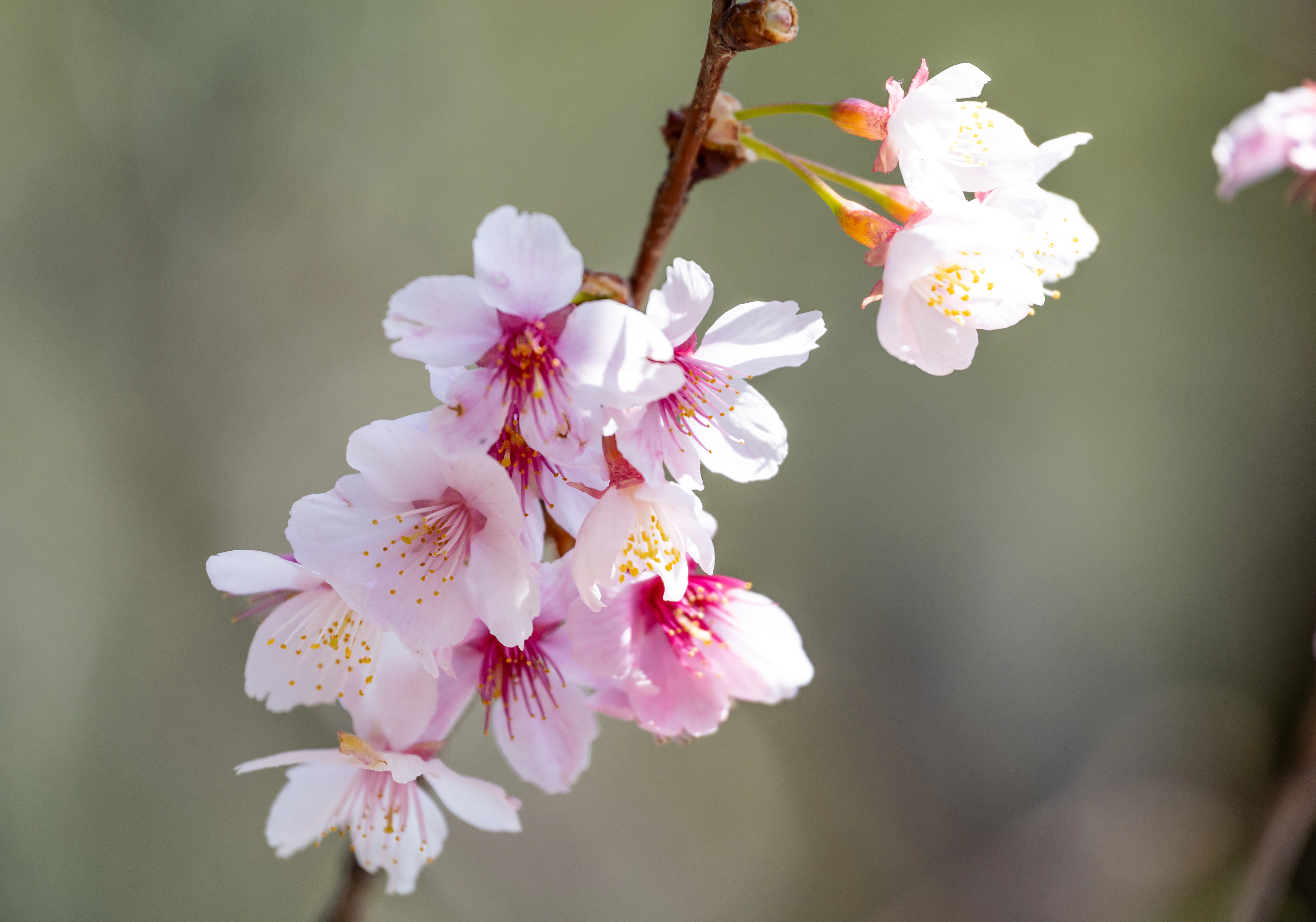 河津桜：NIKKOR Z 100-400mm f/4.5-5.6 VR S｜@infinity.909