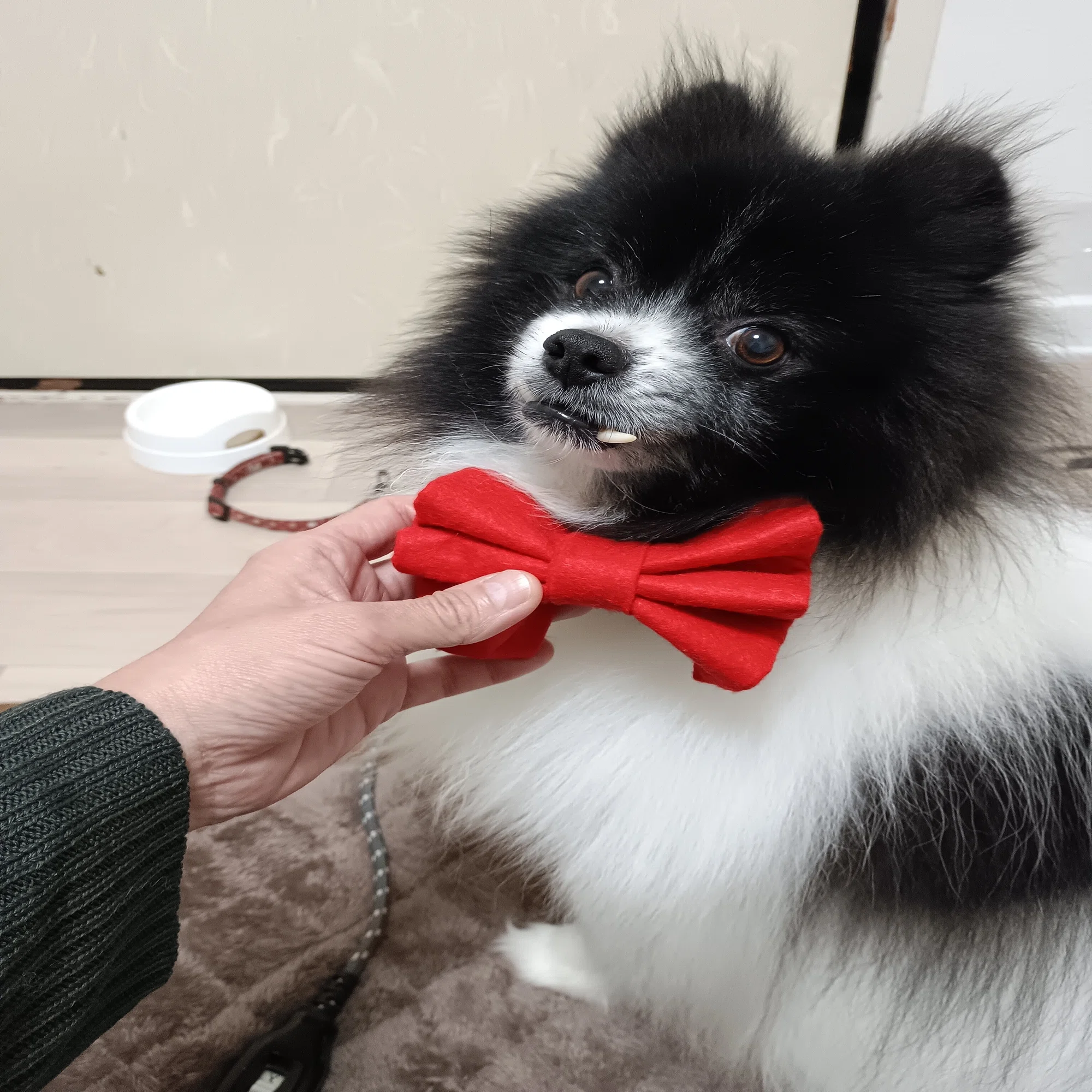 ポーちゃん、赤い蝶ネクタイでリングドッグの大役に備える｜ユキ