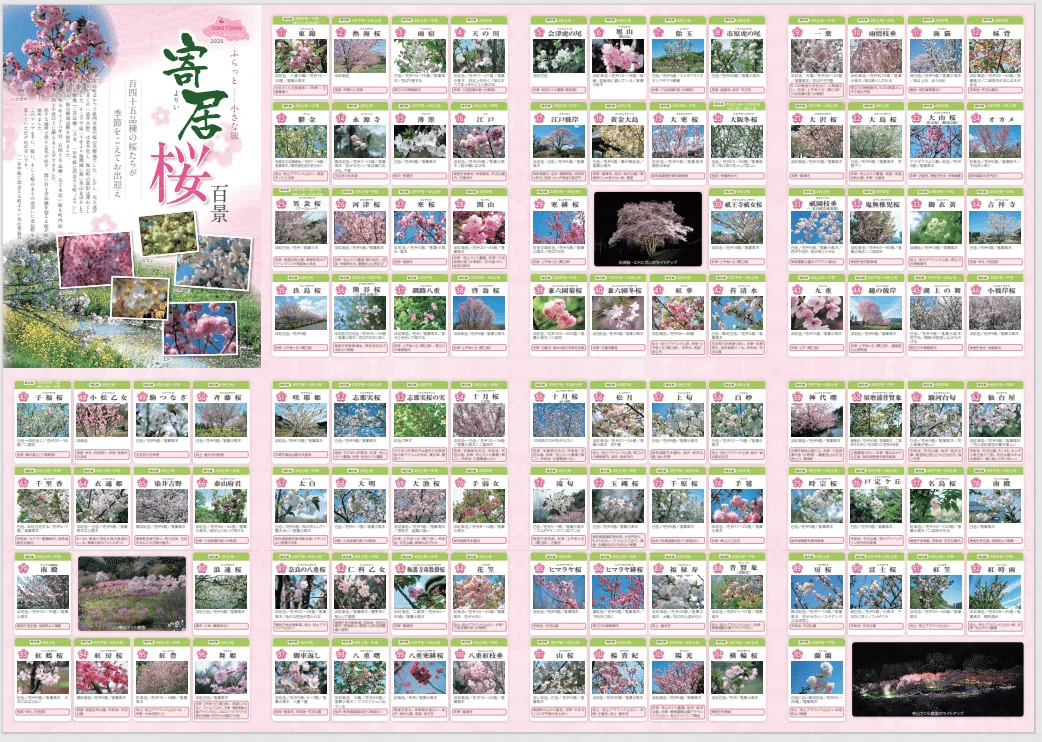 一年中桜に出会える町」を目指して｜寄居まちづくりNOTE