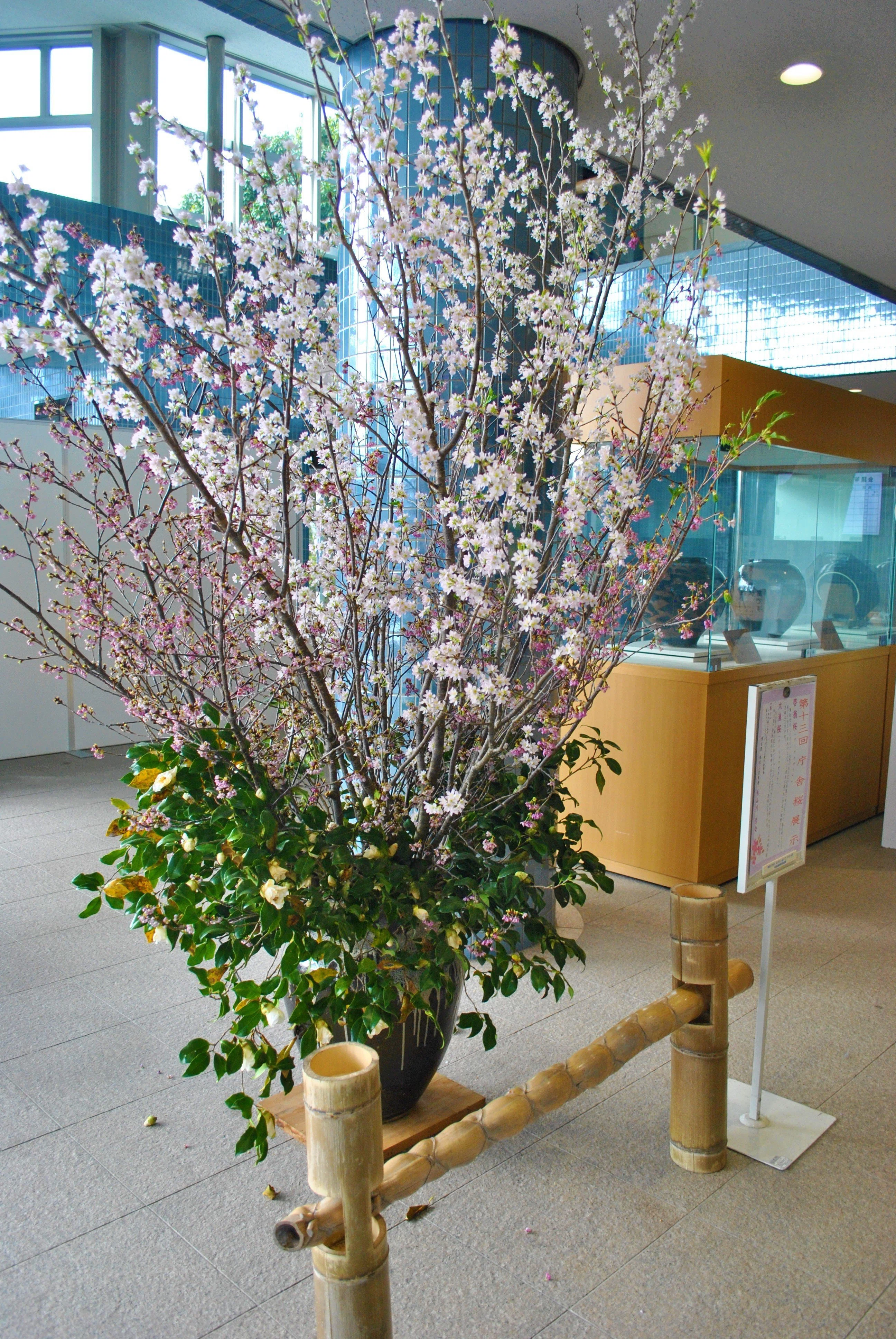 一年中桜に出会える町」を目指して｜寄居まちづくりNOTE