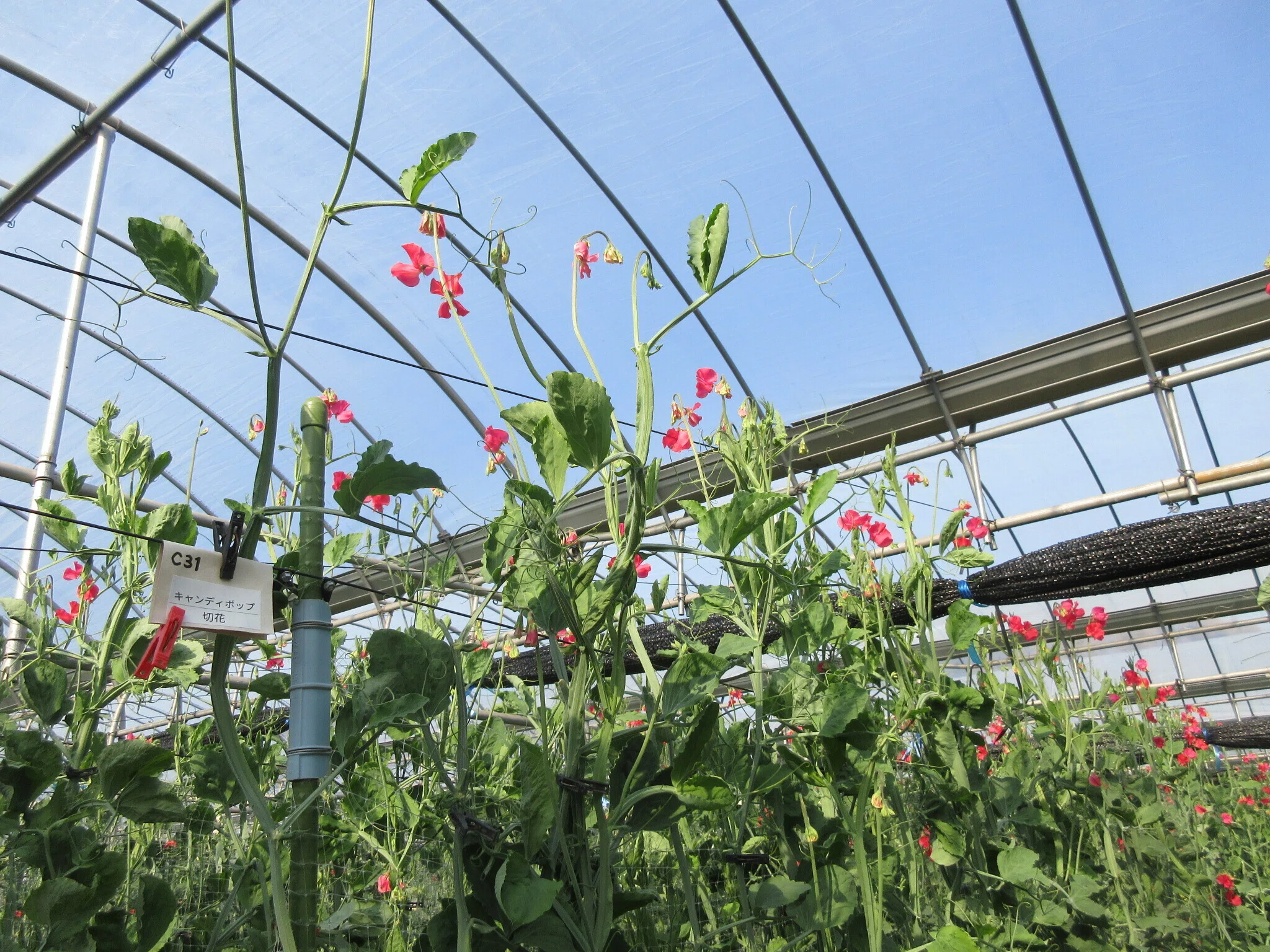 花き農家取材】環境と響き合うスイートピー栽培｜農林水産省GREEN×EXPO