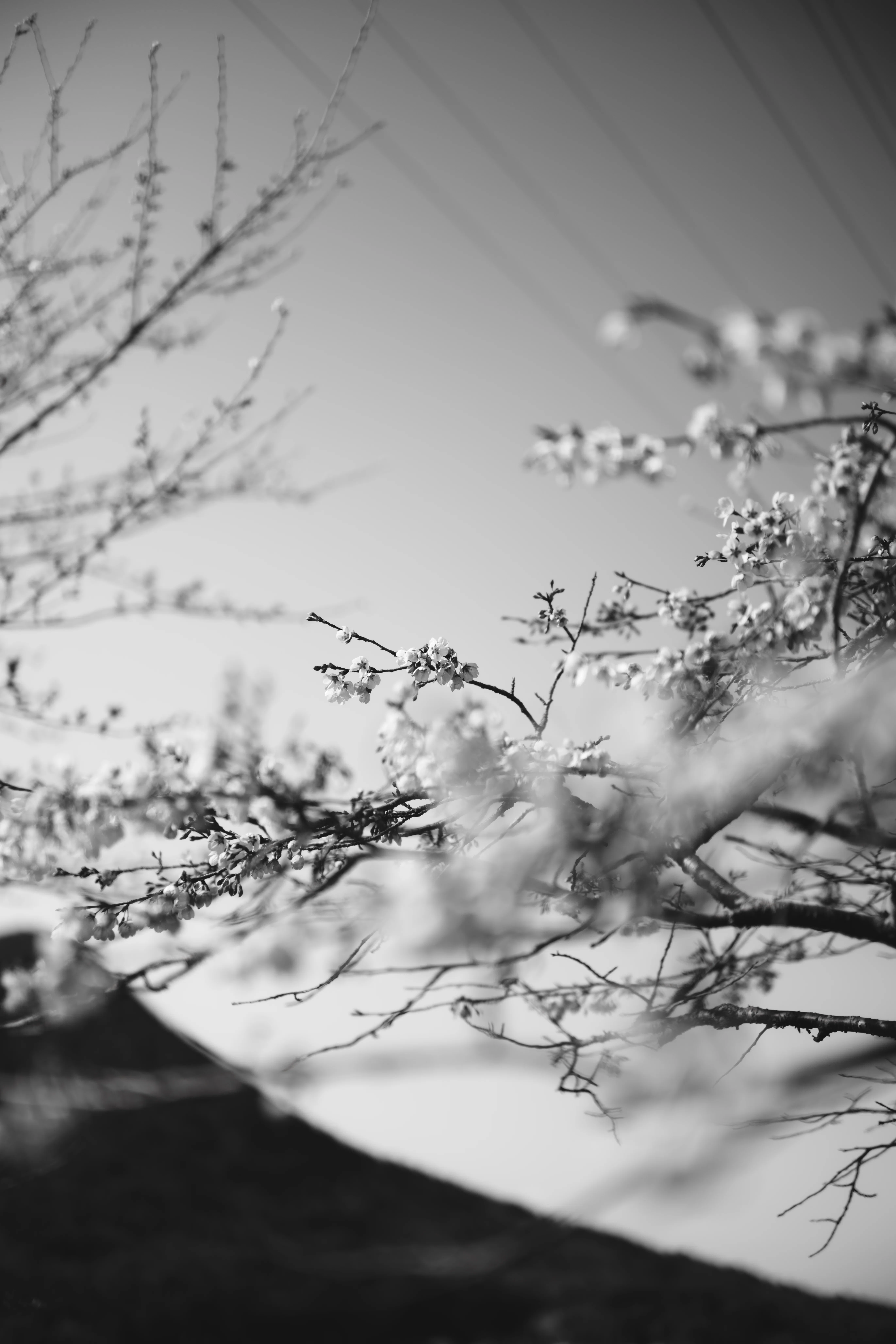 Voigtlander NOKTON 40mm f1.2 Aspherical VM｜LuqK（るあ）